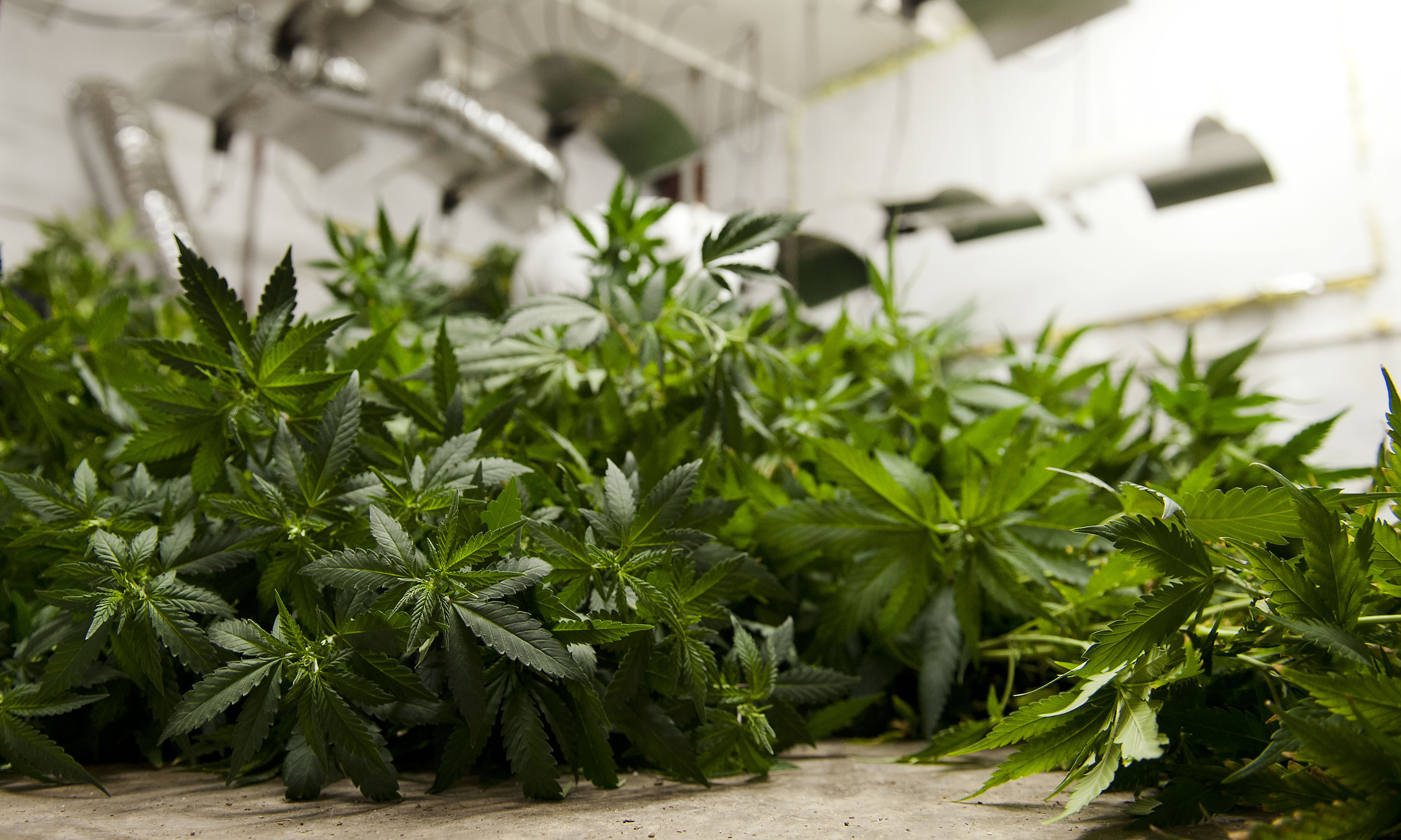 UK man in court to have SA’s prohibited drugs list declared unconstitutional