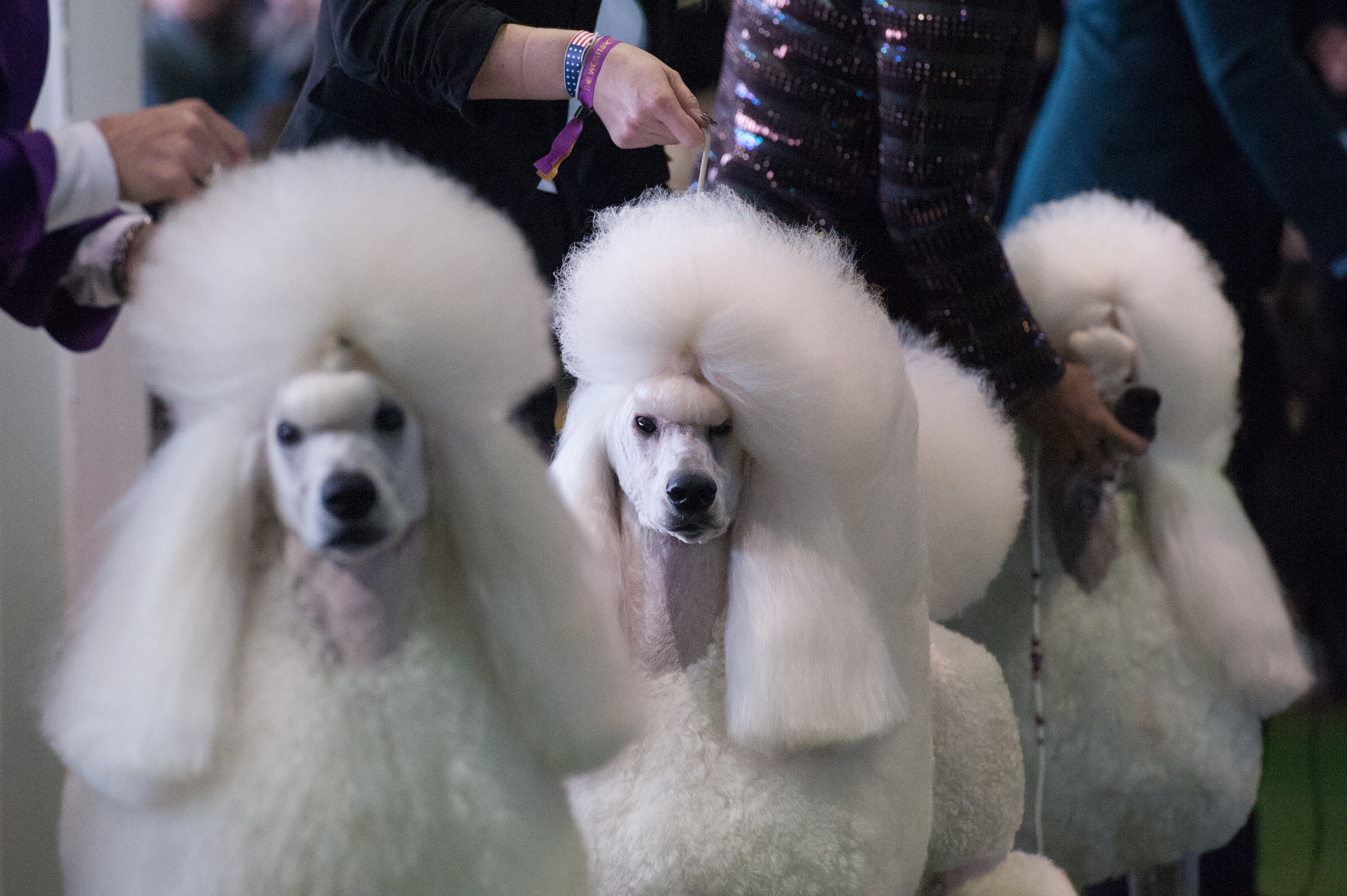 In pictures – Top dogs