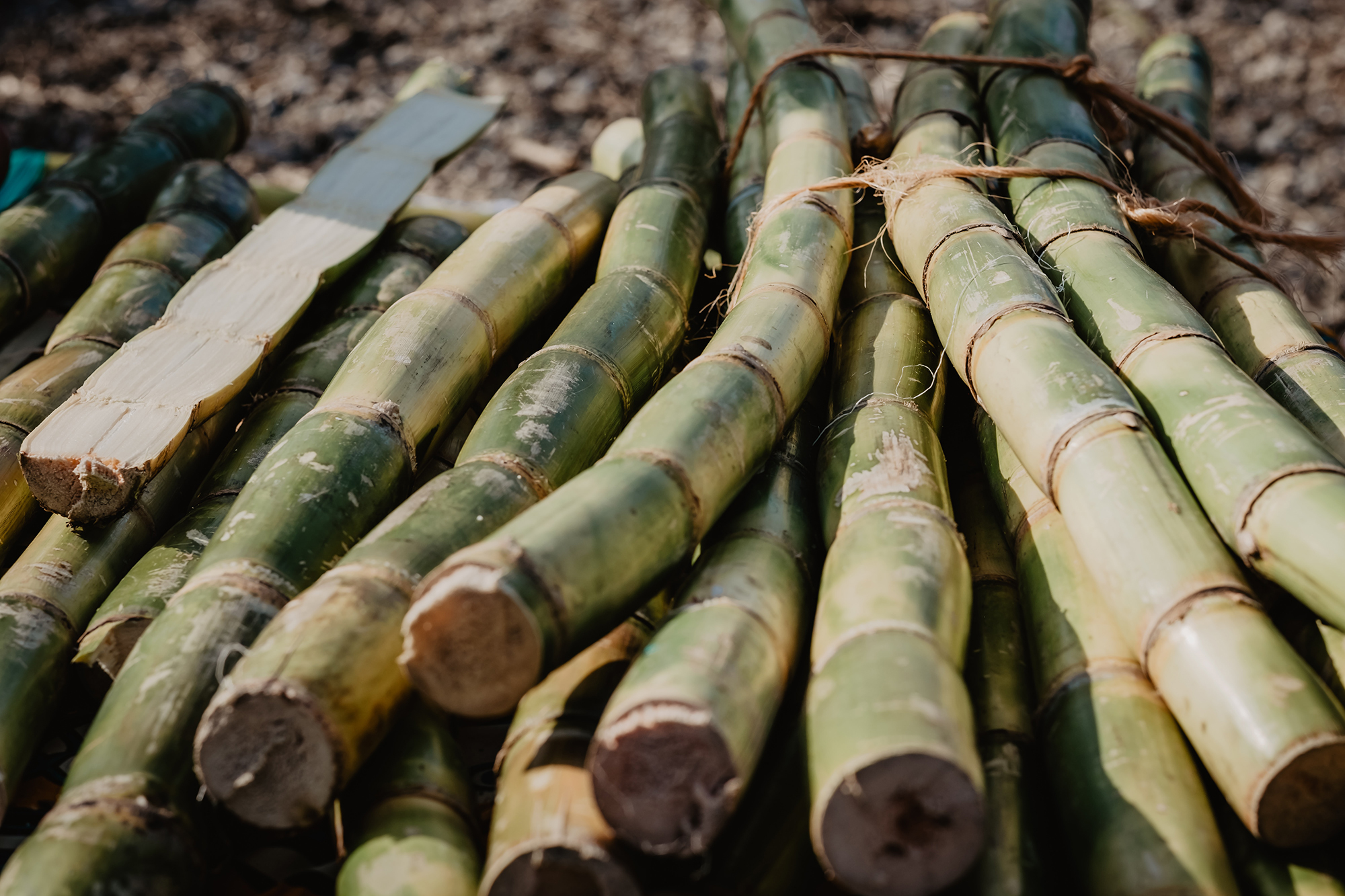 Tongaat Hulett stock tanks on debt reprieve talks, sugar production loss