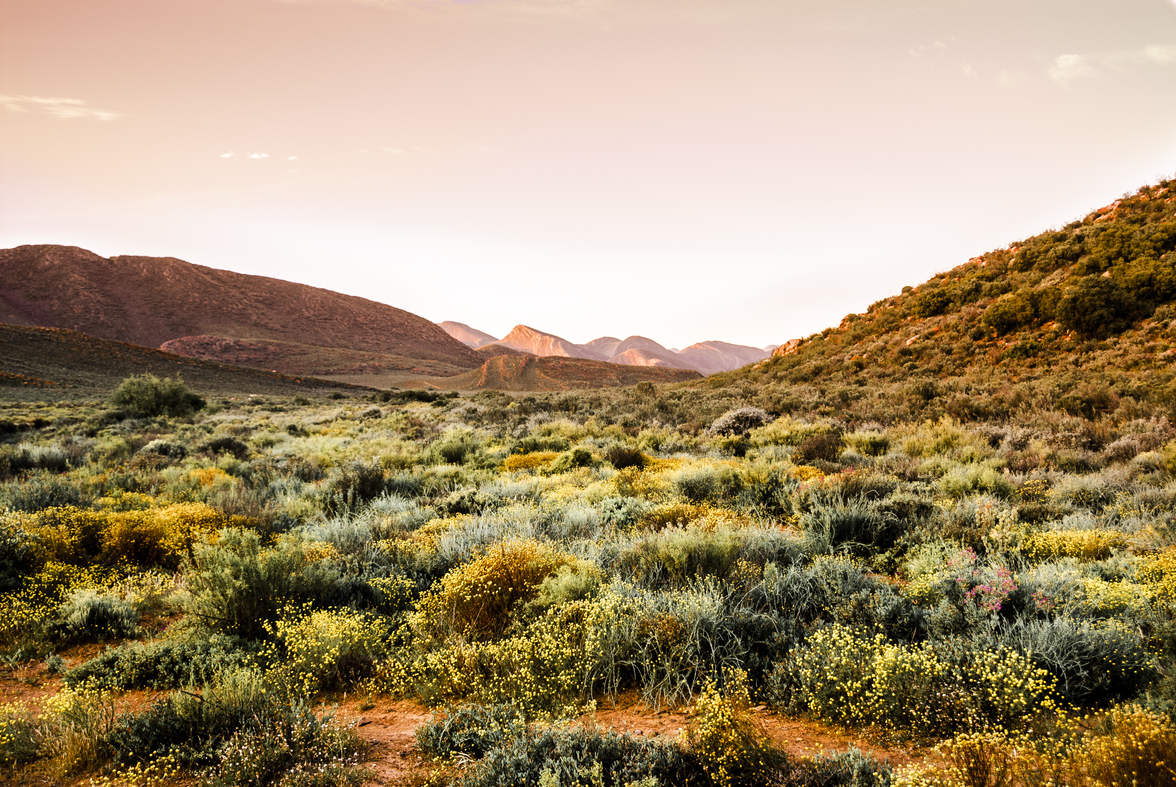Flora smuggling in Succulent Karoo threatens world’s most biodiverse arid region
