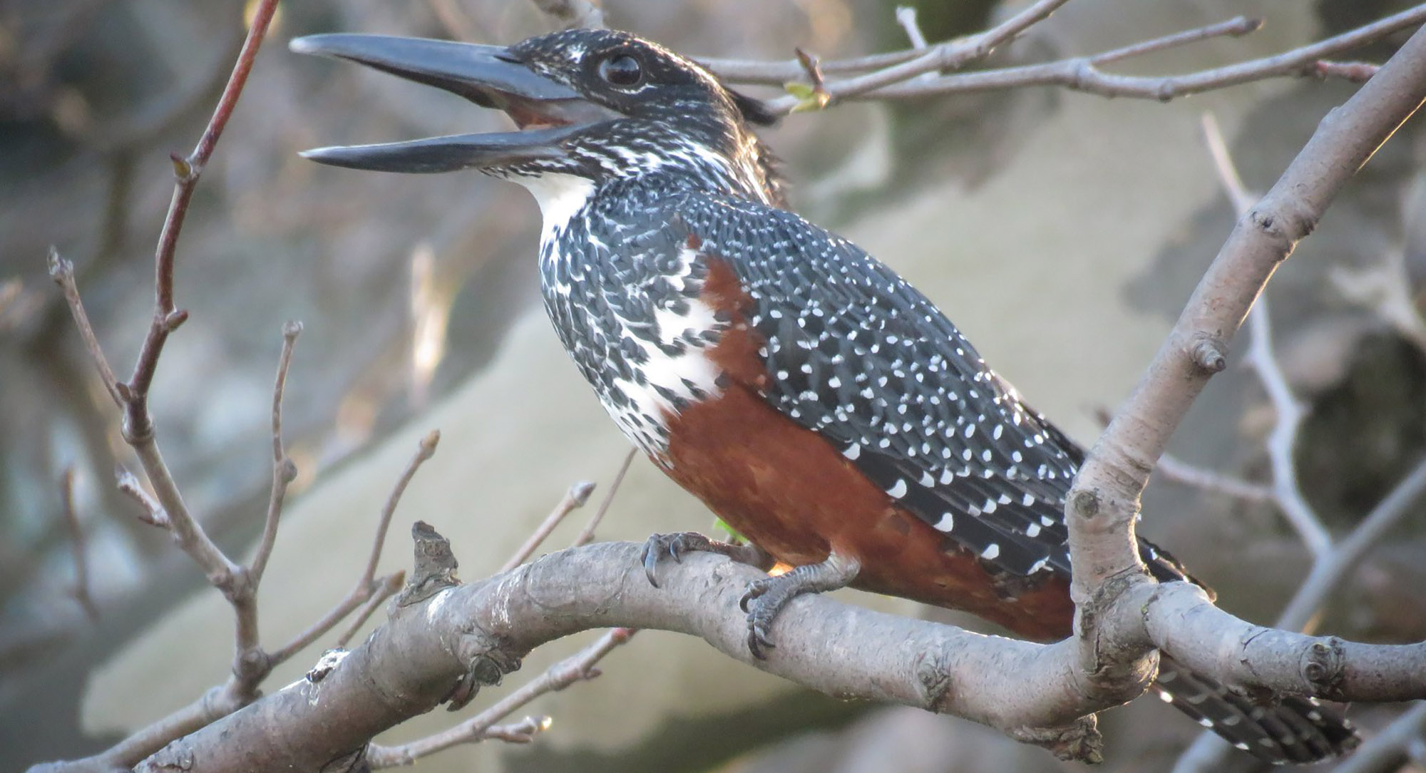 Biodiversity bomb: River Club development in Cape Town poses threat to variety of birdlife and wildlife
