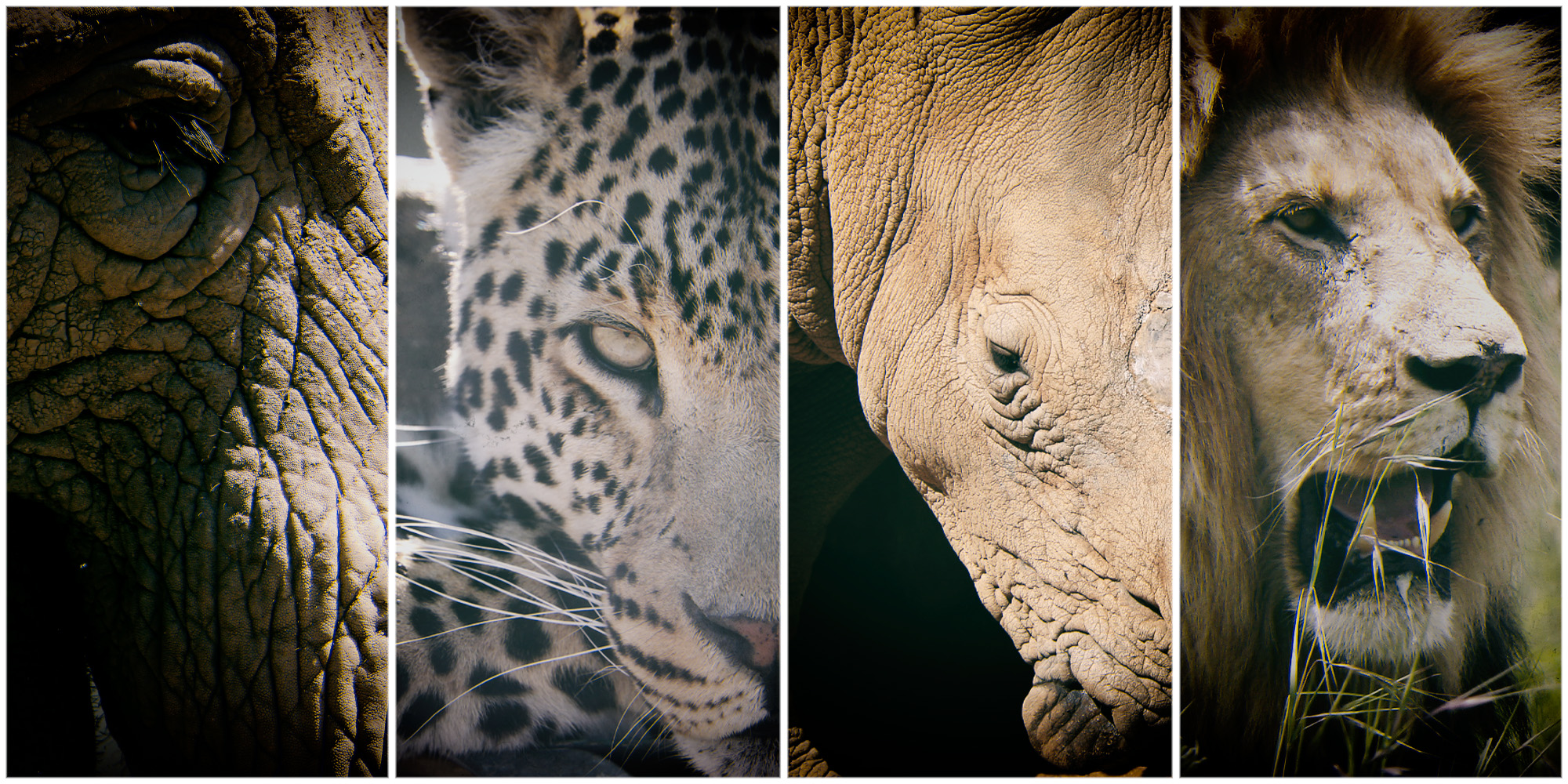 South Africa at a crossroads on wildlife welfare and sentience
