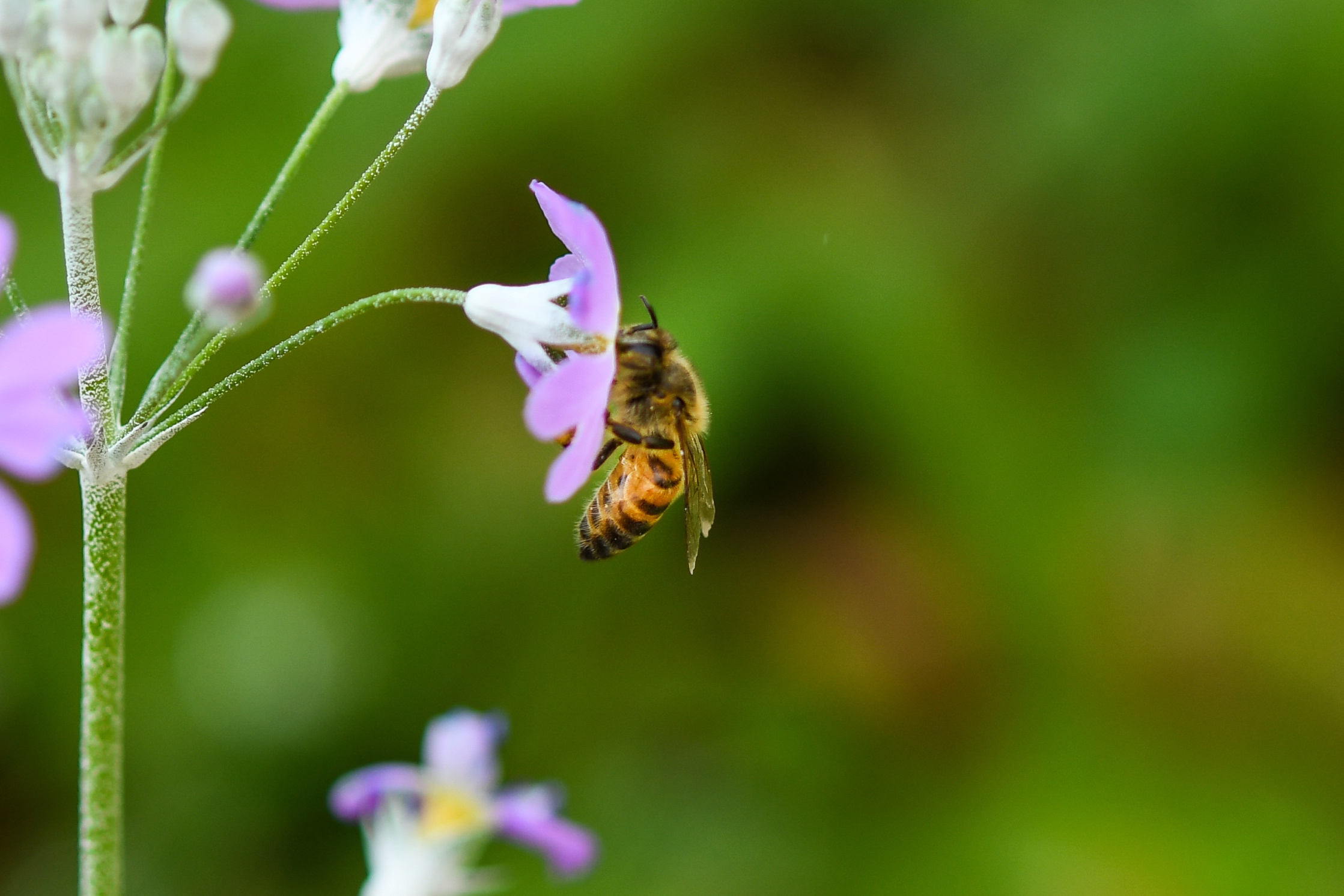 Honeybees are disappearing overnight: Theft and vandalism of bee boxes and honey are rife throughout SA