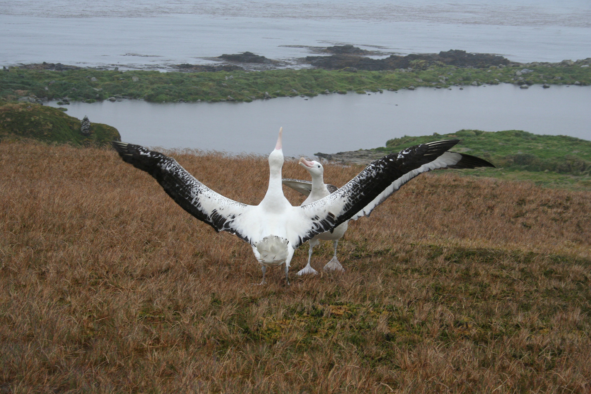 Gough Island: Mission to stop mighty mice from literally eating threatened seabirds alive in South Atlantic