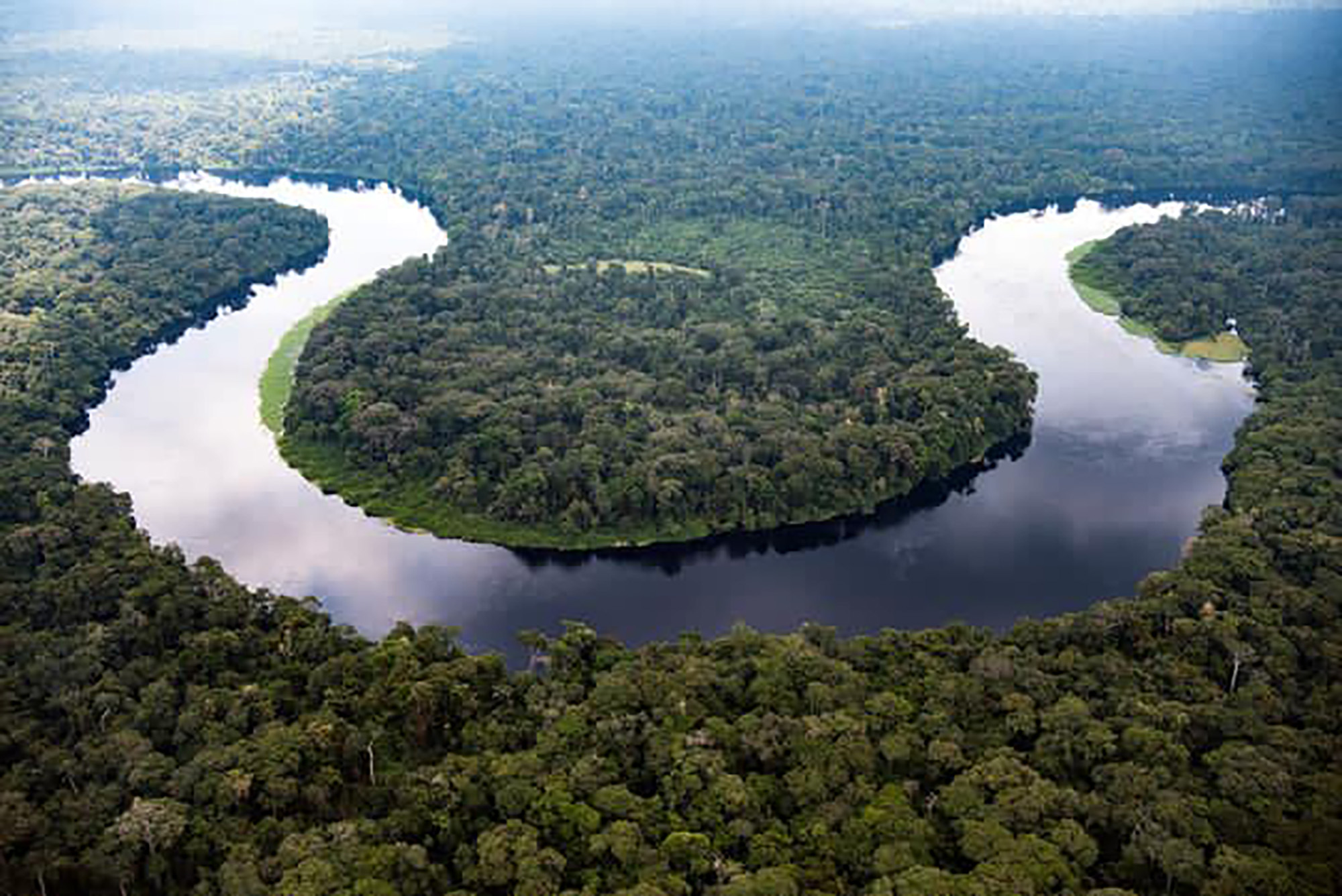 Good news for bonobos and elephants: Africa’s largest rainforest reserve is off Unesco’s endangered list