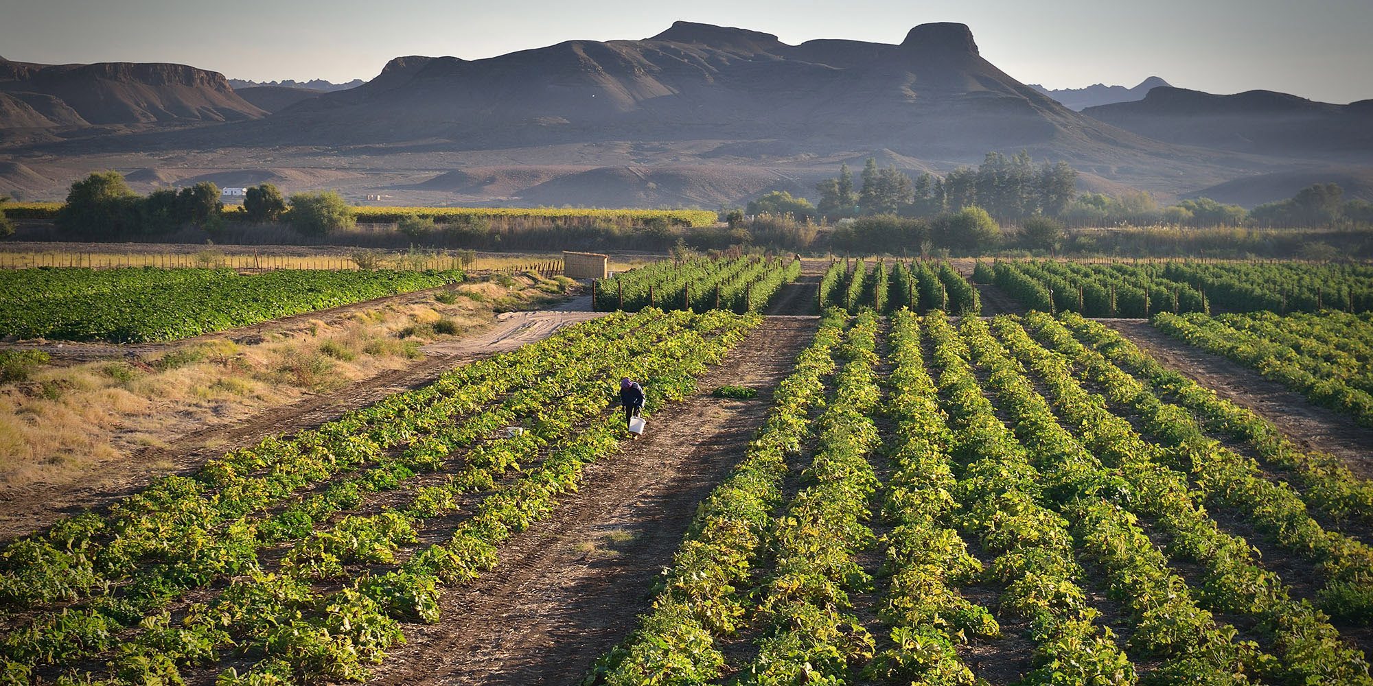 G20 discussions focus on trade, innovation, and resilience to unlock Africa's agricultural potential