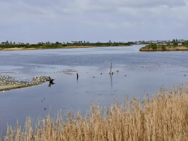 Cape Town sports clubs suspend sailing, canoeing, and rowing over high pollution levels