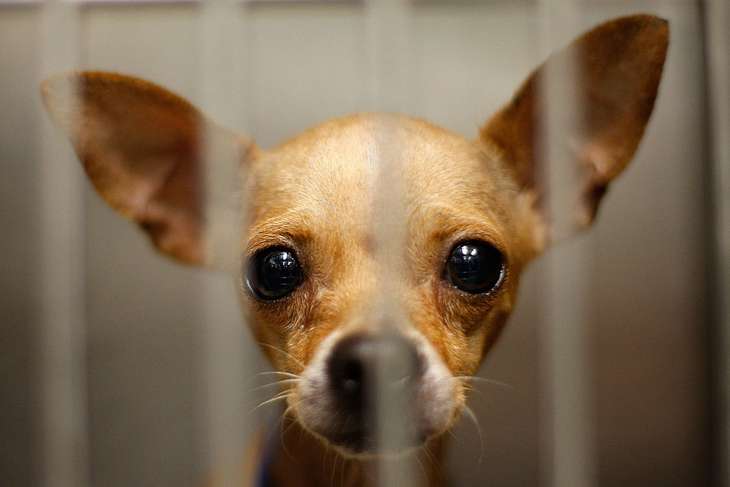 Consider these factors before adopting a pet during the pandemic