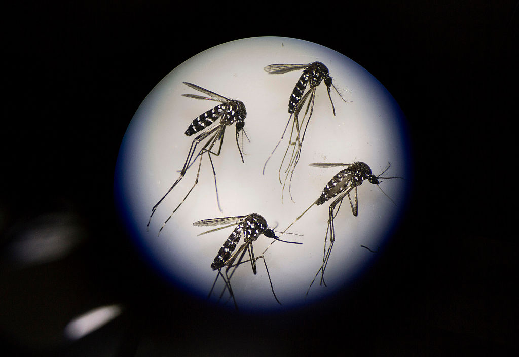 Three things you should know about mosquitoes