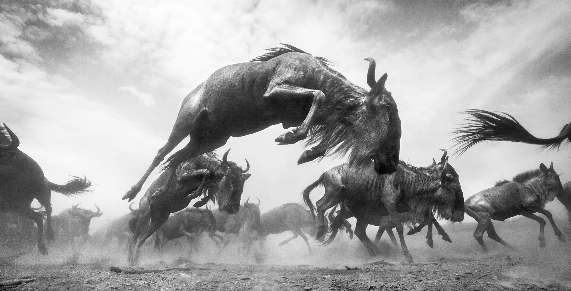Africa’s wildebeest: those that can’t migrate are becoming genetically weaker – new study