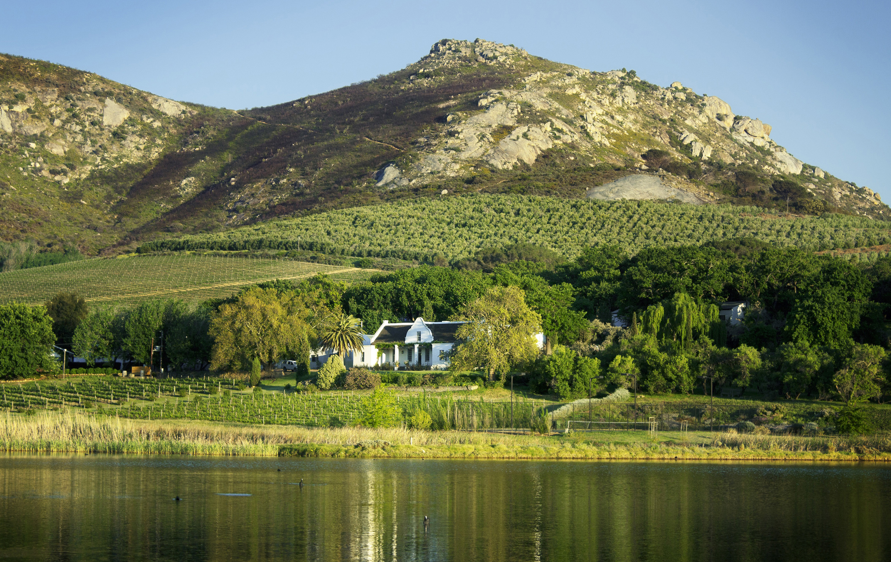 WWF programme seeks to reduce Cape wine farms' strain on floral kingdom biodiversity