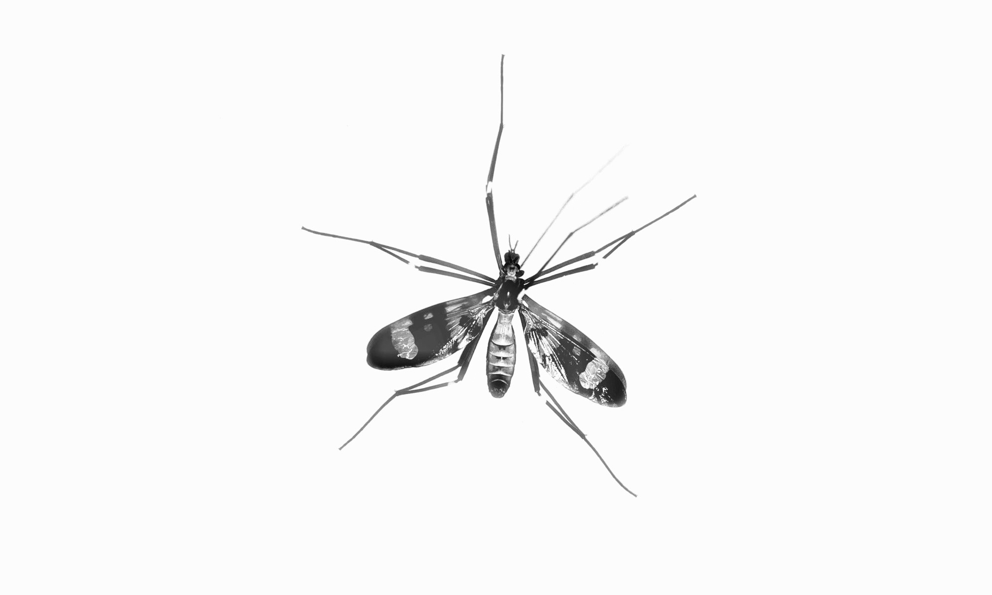 Male mosquitoes don’t want your blood, but they still find you very attractive