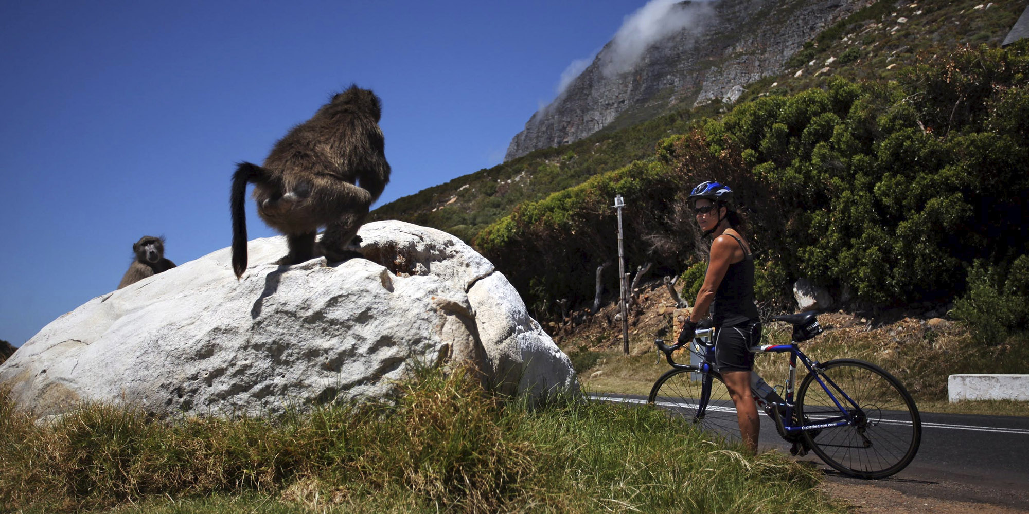 From the wilds of Mana Pools to the urban fringes of Cape Town: Lessons learnt from living with baboons
