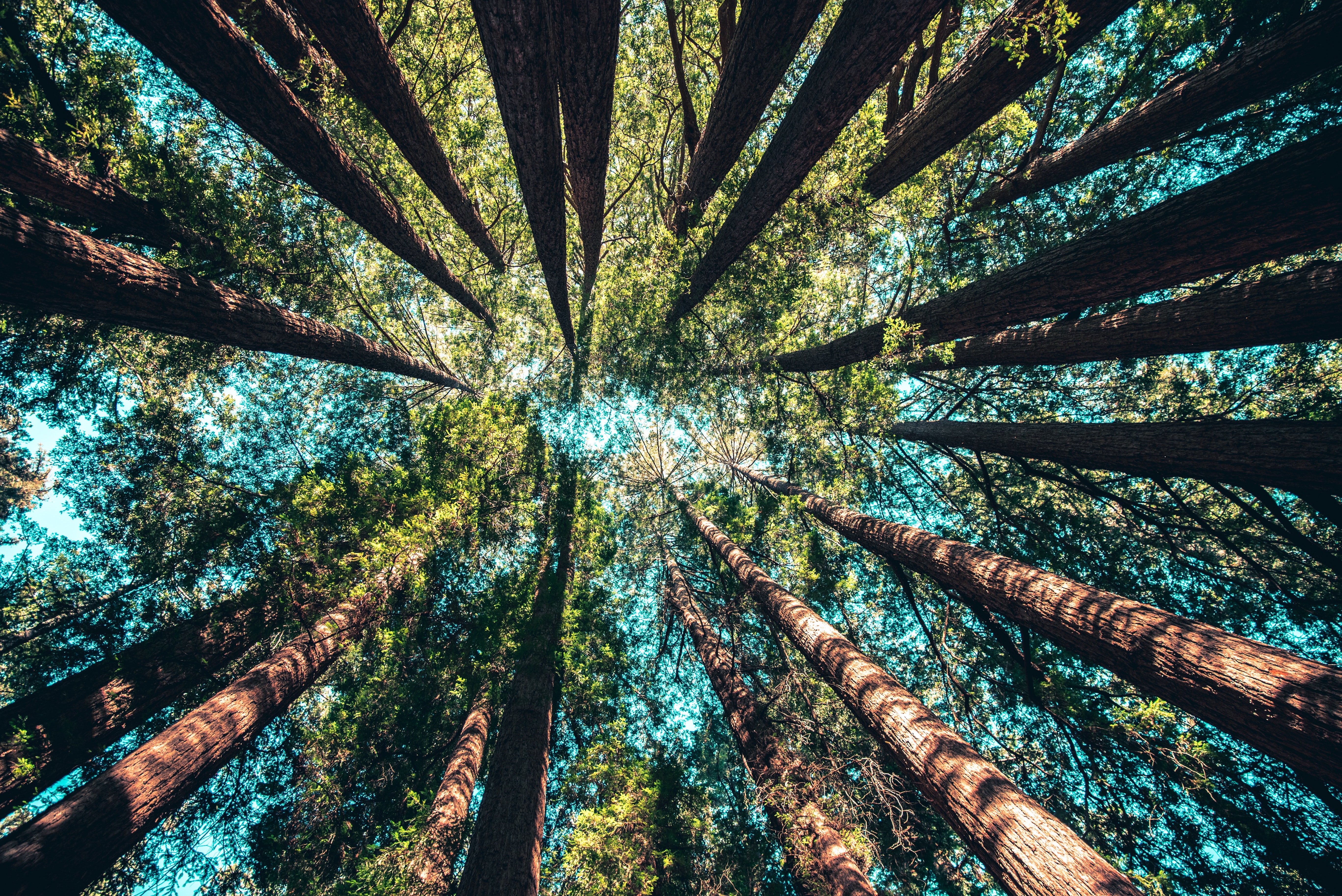 Forest bathing is no walk in the park