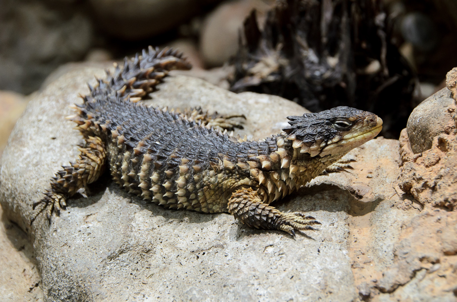 Young cold-blooded animals are suffering the most as Earth heats up, research finds