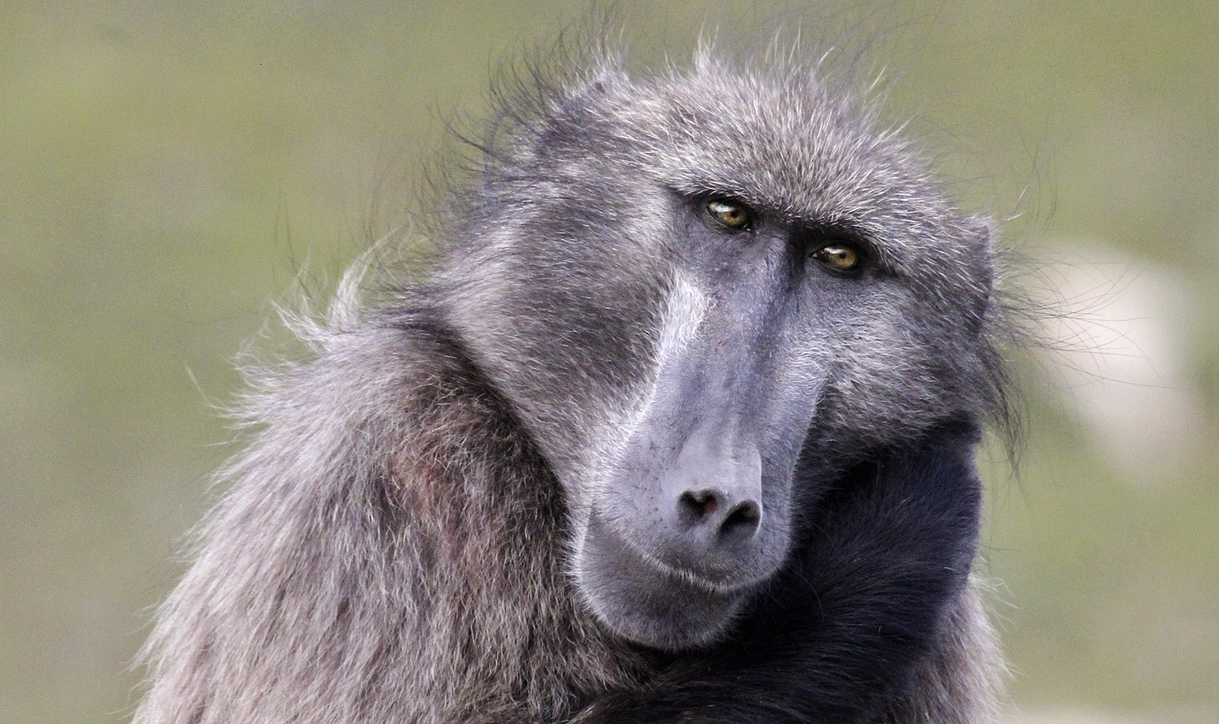 SOS: Save Our Scott — the Cape Peninsula baboon