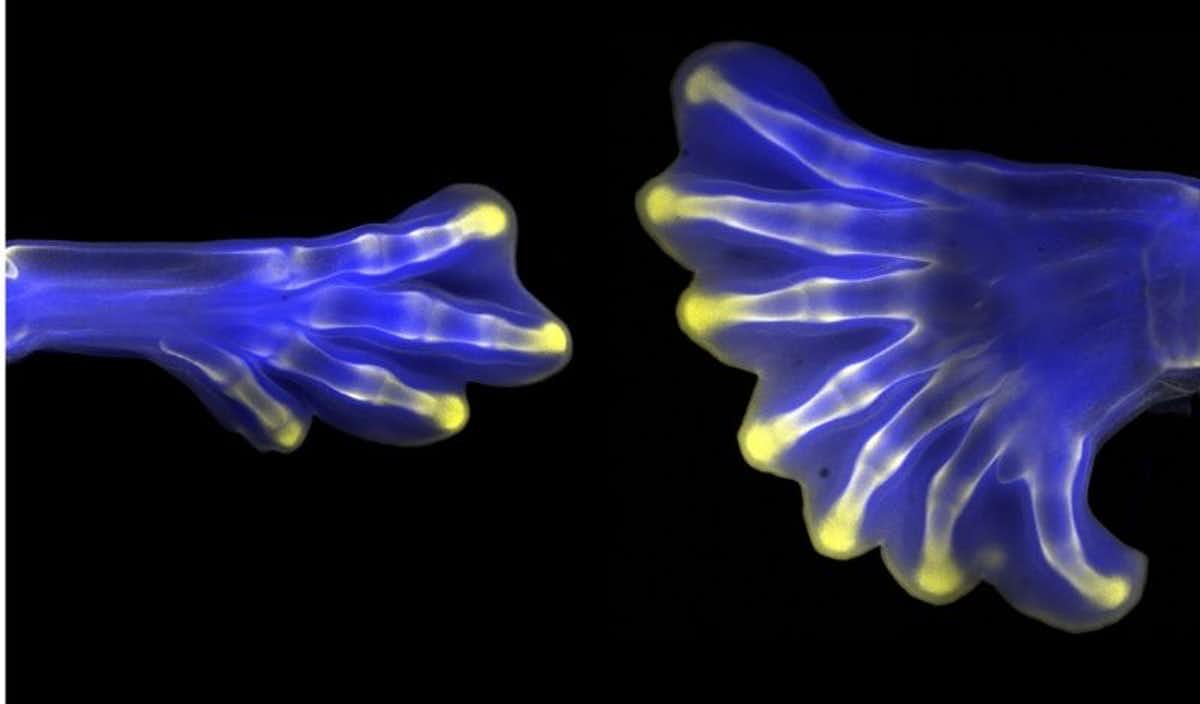 Art illuminates the beauty of science – and could inspire the next generation of scientists young and old