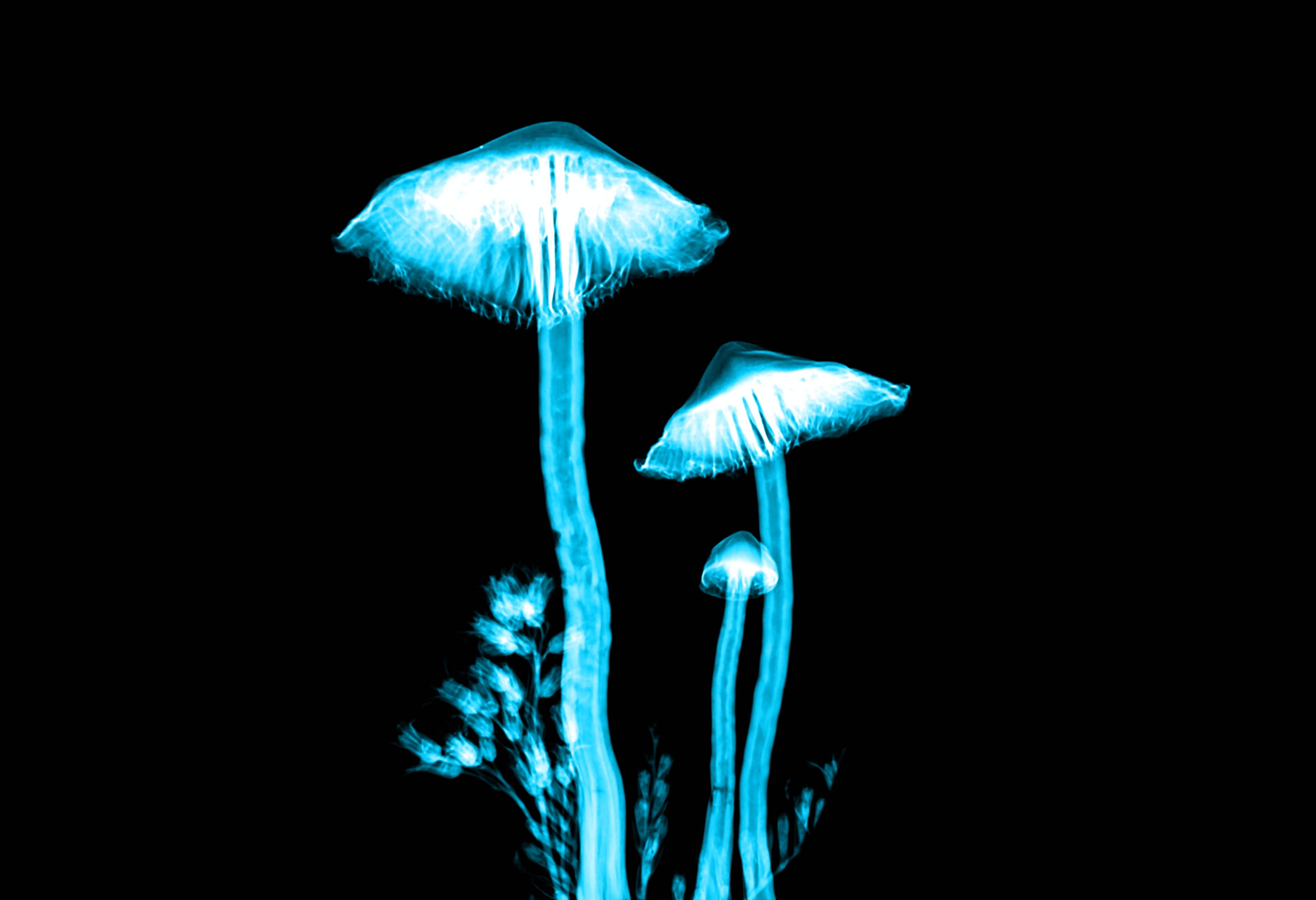 Magic mushrooms: Journeying into one’s psyche