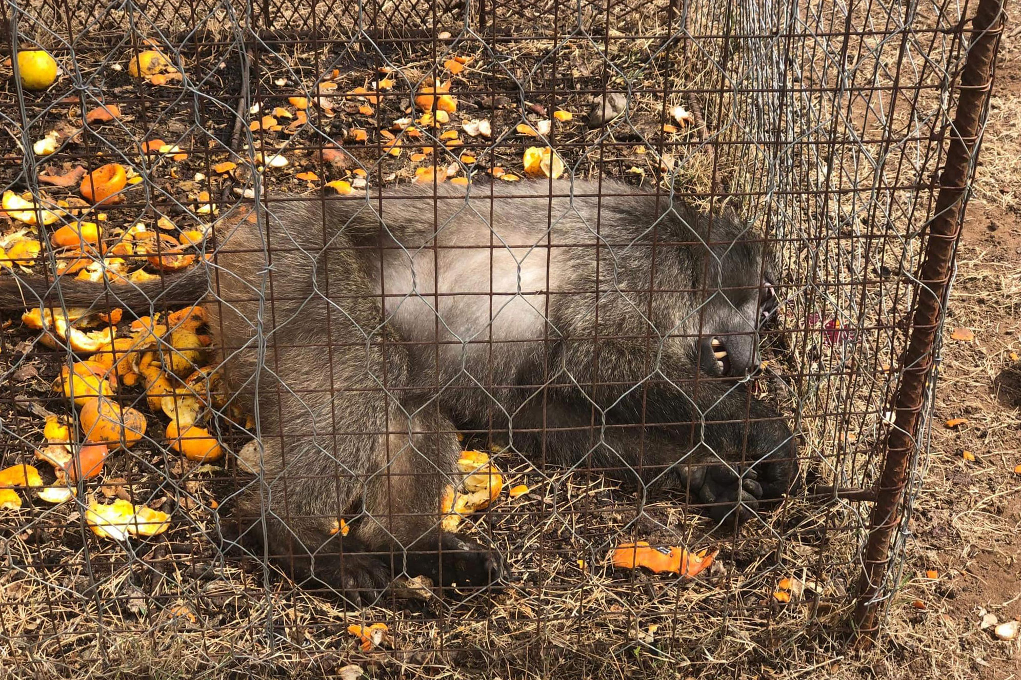 Court throws out farmer’s privacy claim after activist exposes ‘barbaric’ animal traps