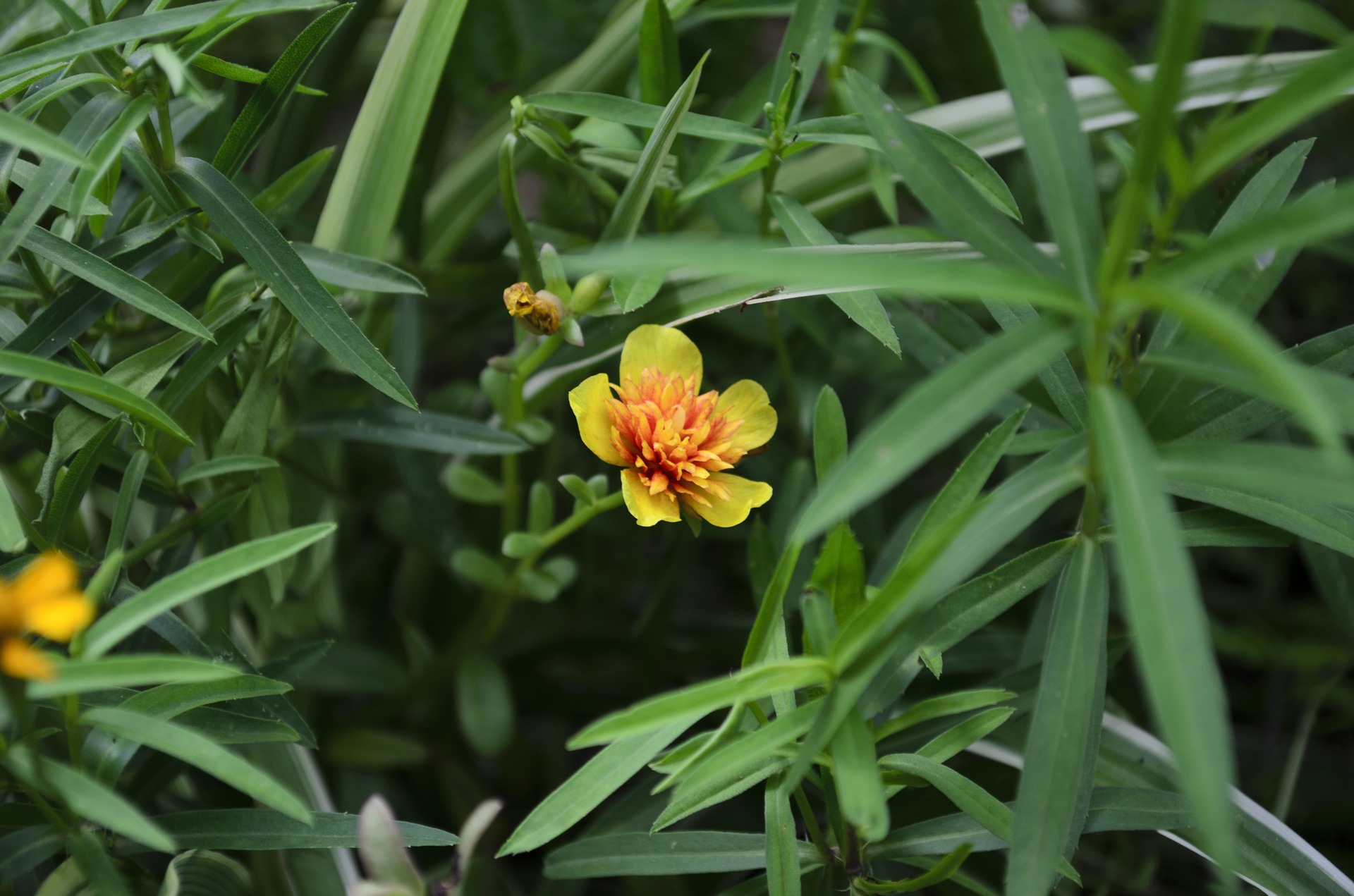 Tarragon, king of French herbs