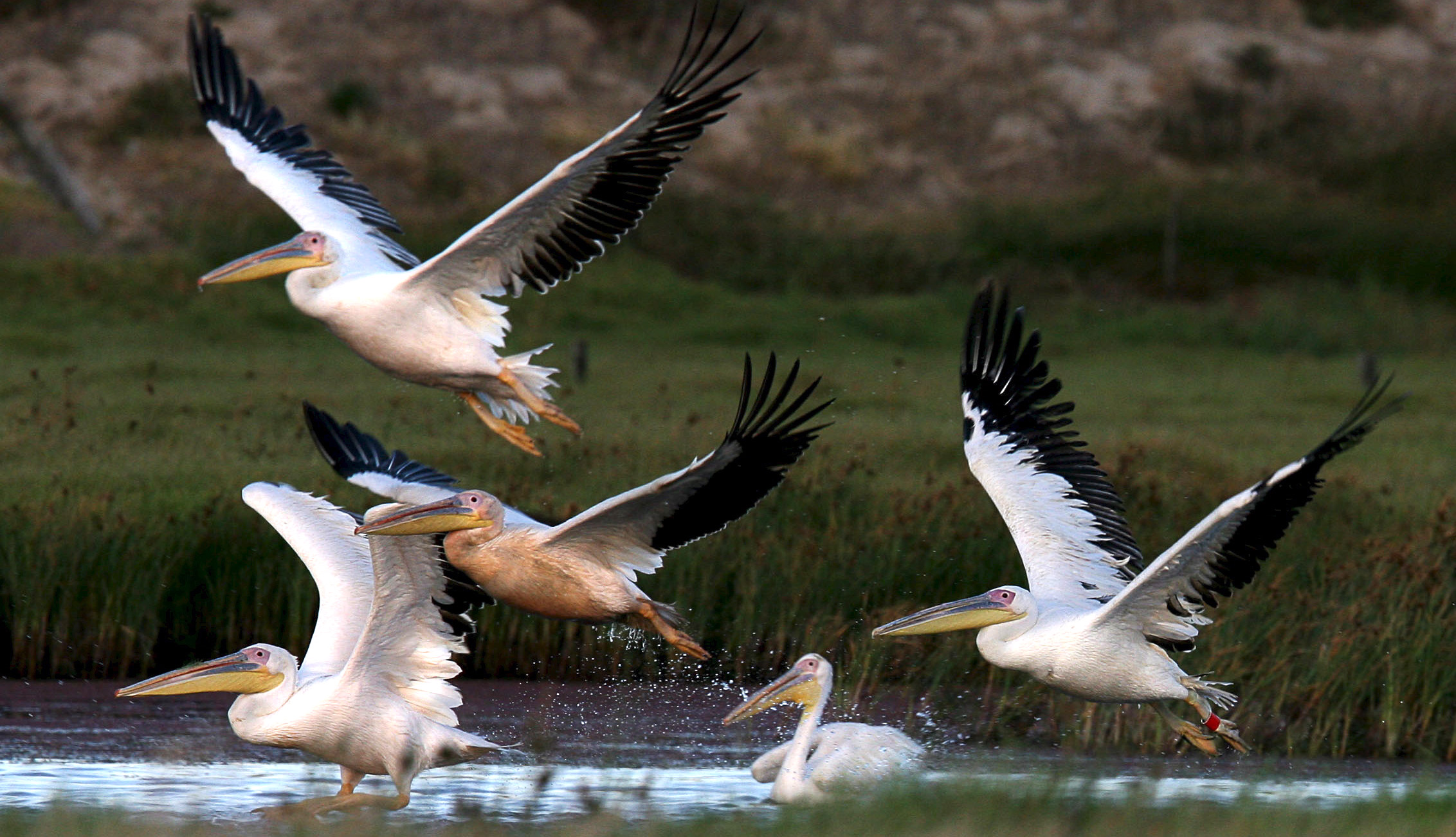 South Africa’s endangered wetlands need protecting