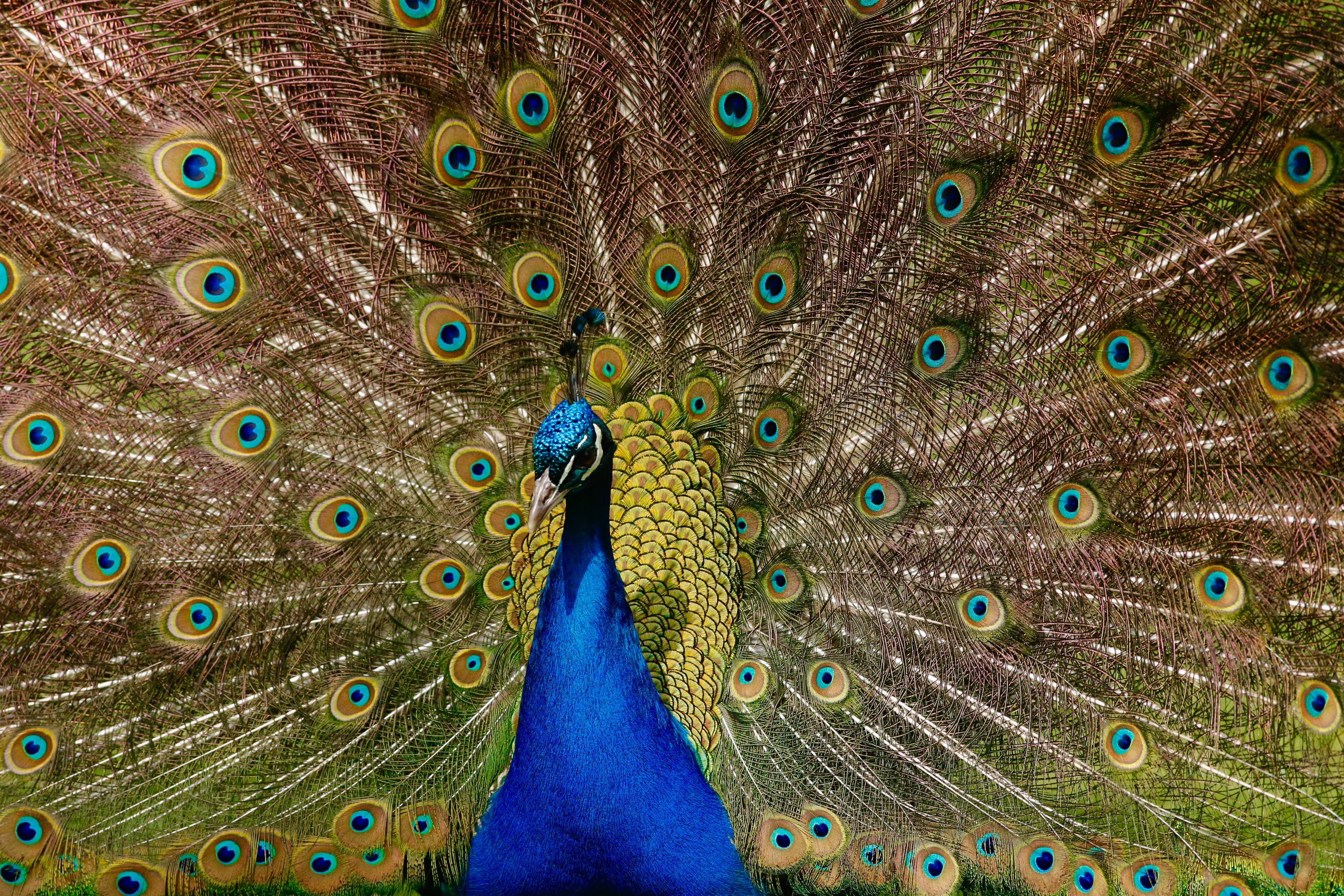 Evolution: how Victorian sexism influenced Darwin’s theories – new research