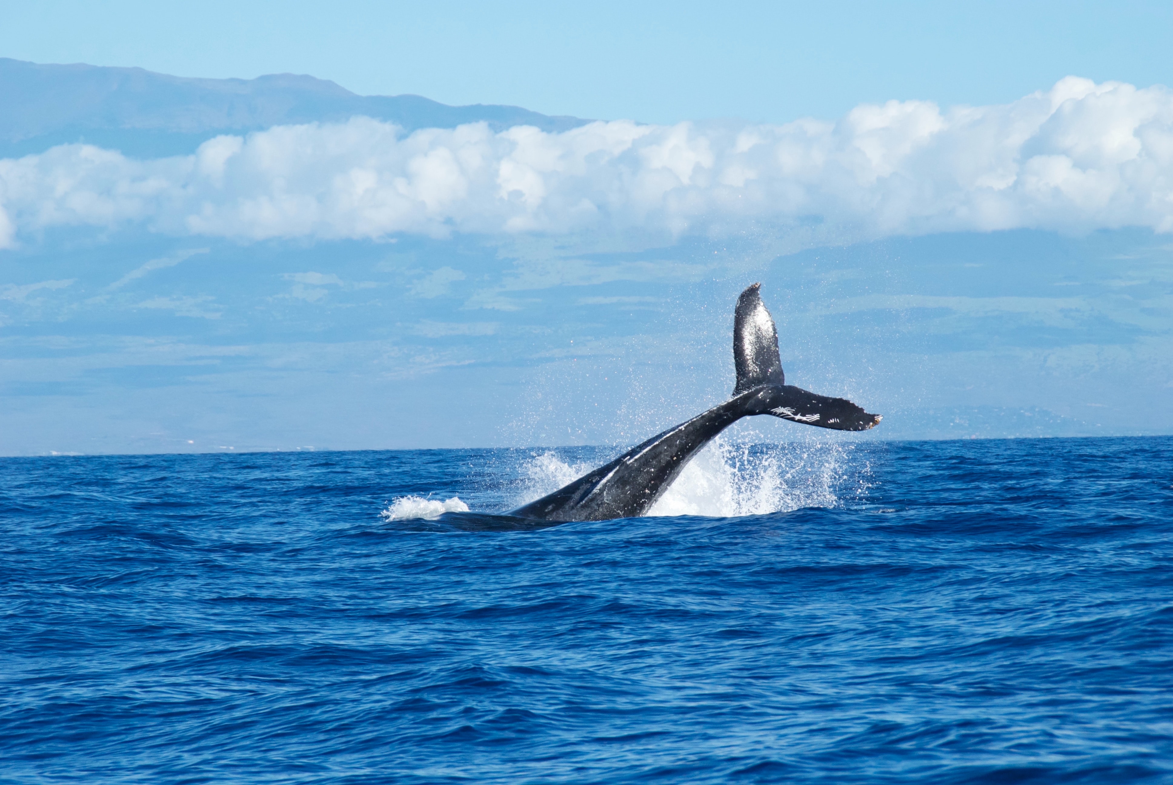 ‘Terrifying’: WWF chief hits out at plans to mine the deep sea