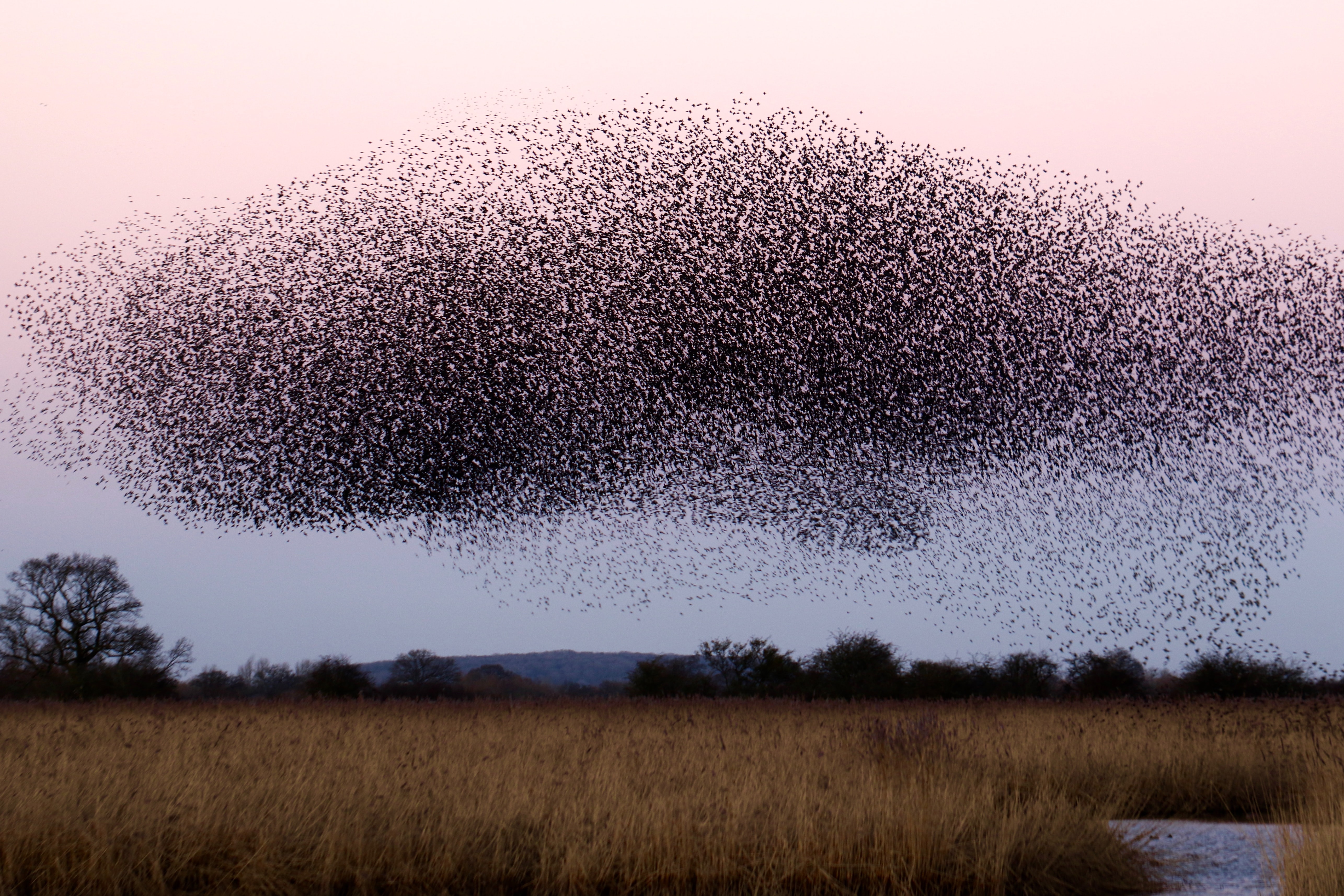 Why do flocks of birds swoop and swirl in the sky? A biologist explains the science of murmurations