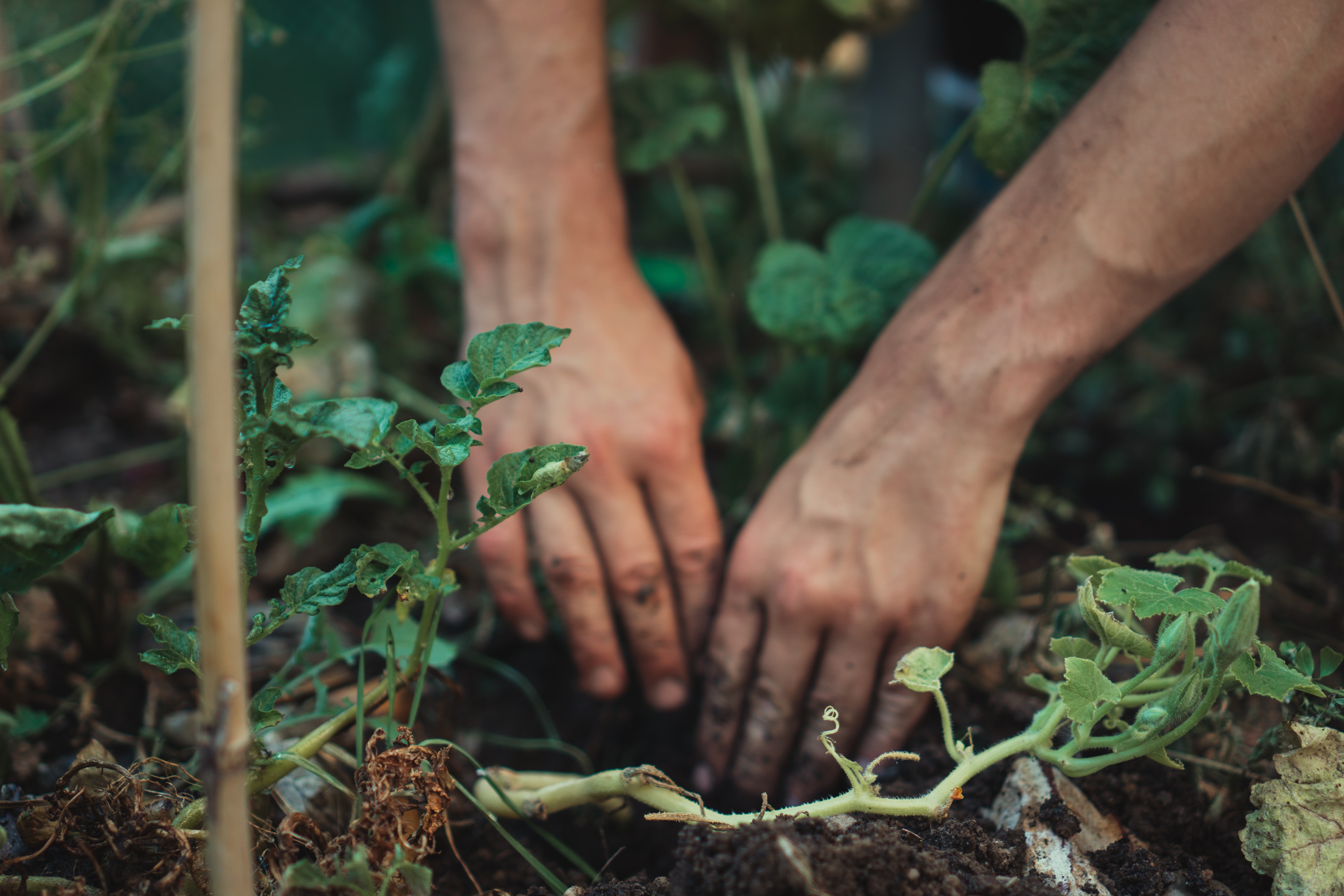 Reap what you sow — the physical and mental benefits of gardening as exercise