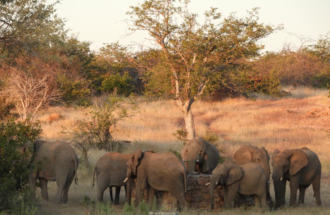 North West trophy hunting, the ghost and the dodgy deal — how Namibian tuskers got to Middle East zoos