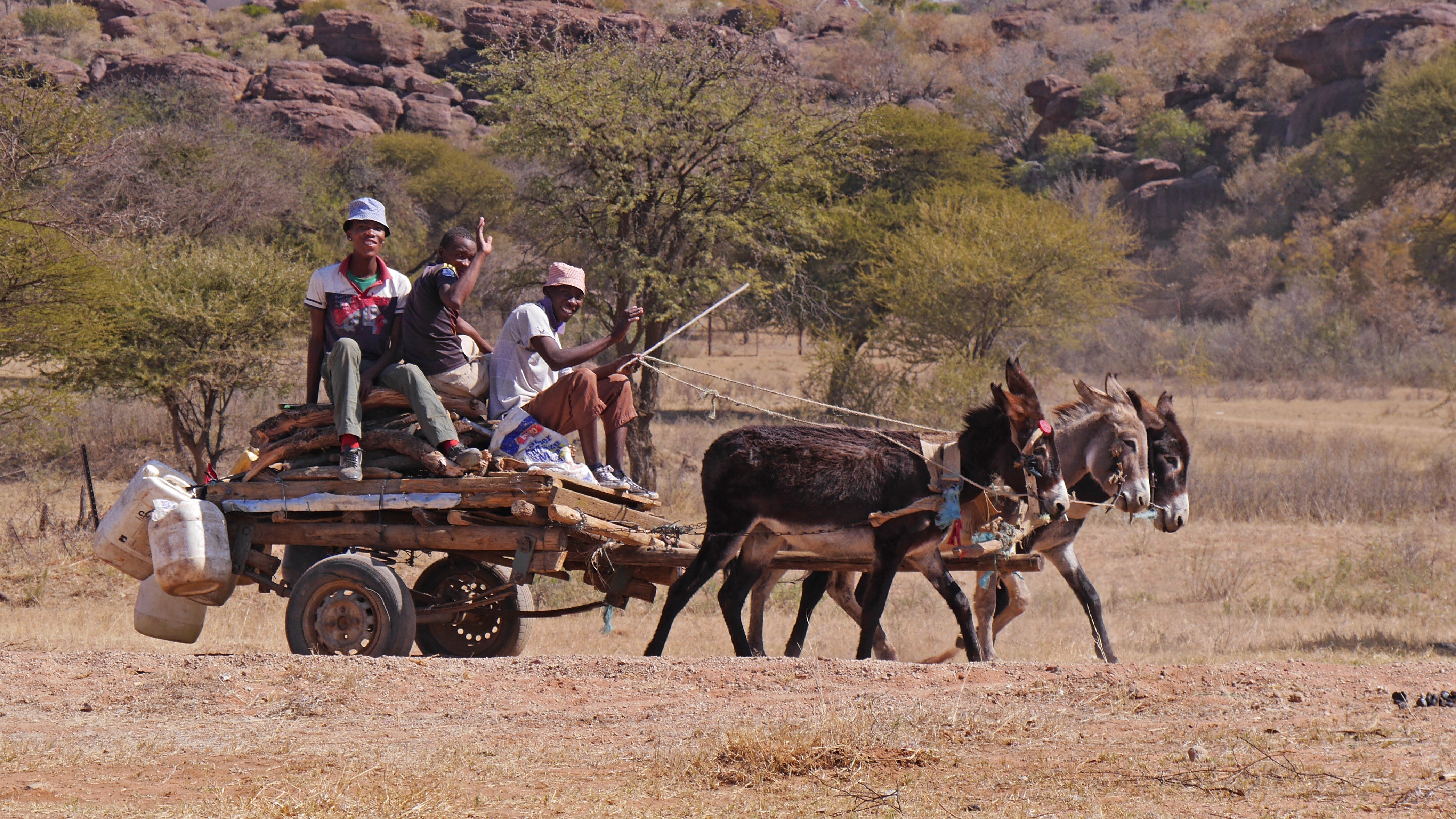Donkey wars and the Green Revolution