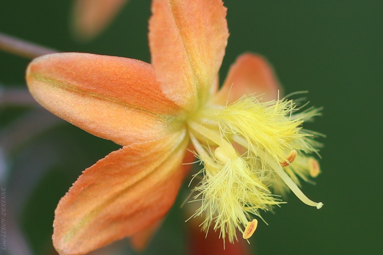 We tested plants used for contraception in South Africa and here’s what we found