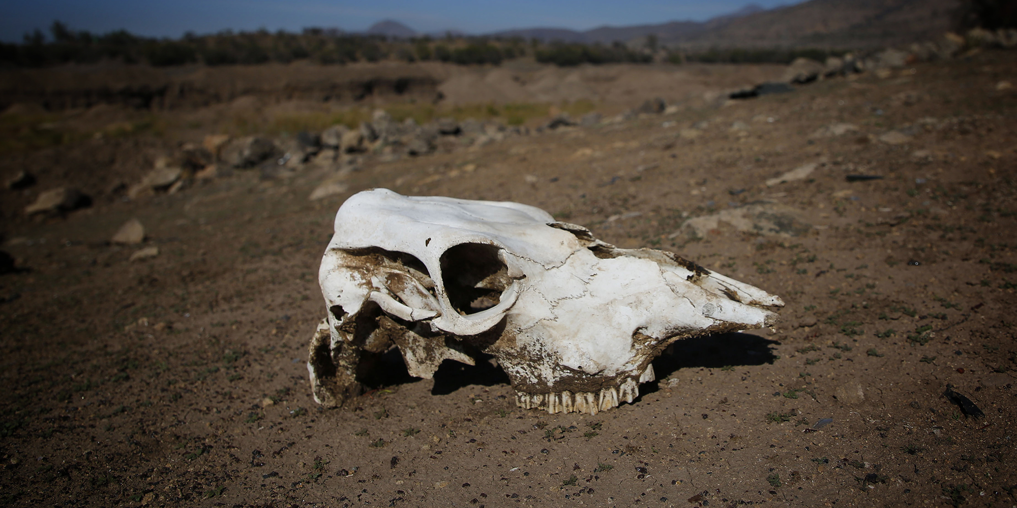 Disasters in Latin America threaten global food security