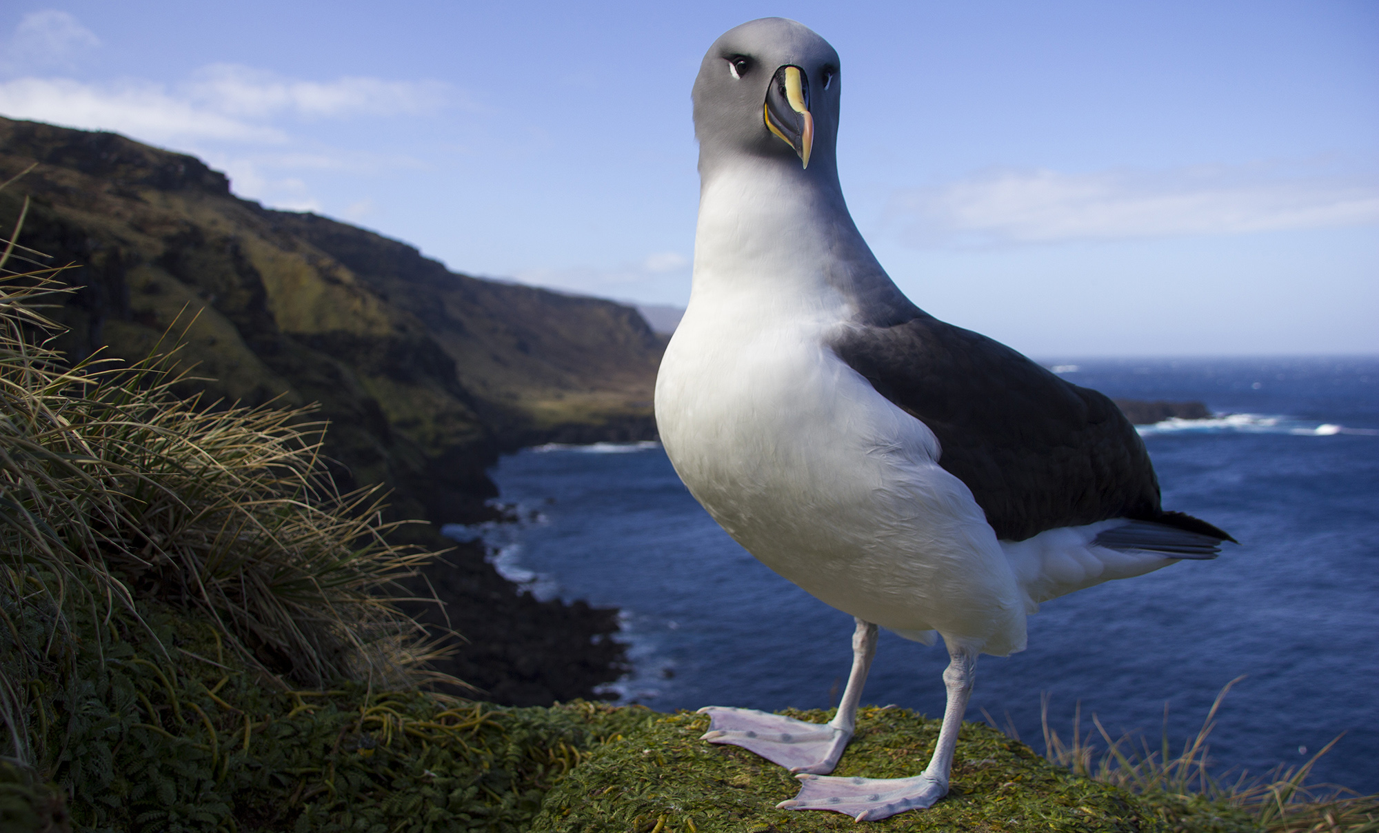 Good news for seabirds – the days of the Marion Island mice are numbered if an eradication project gets off the ground