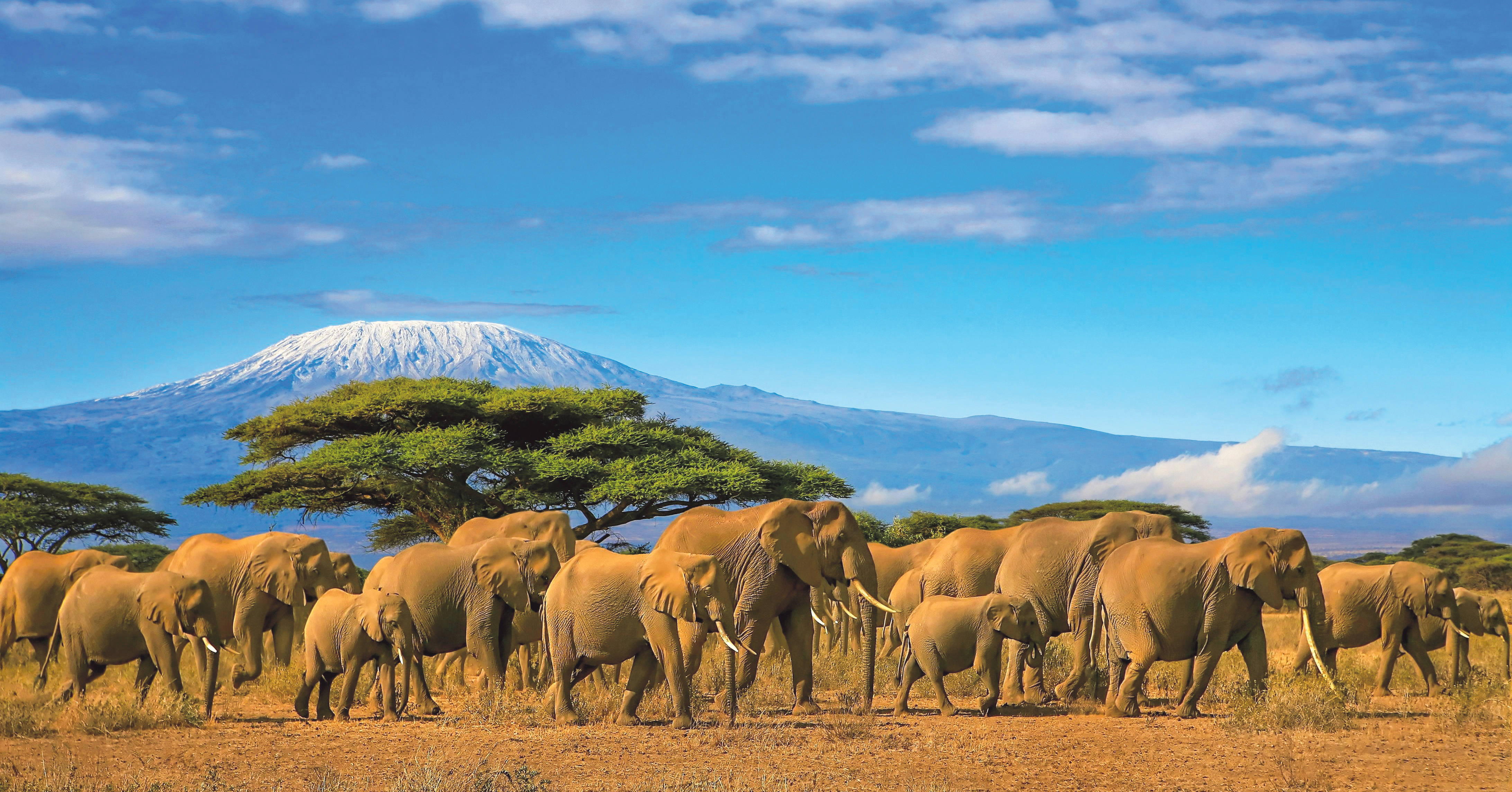 Hack to the drawing board – smart tech ups the stakes in Africa’s conservation game