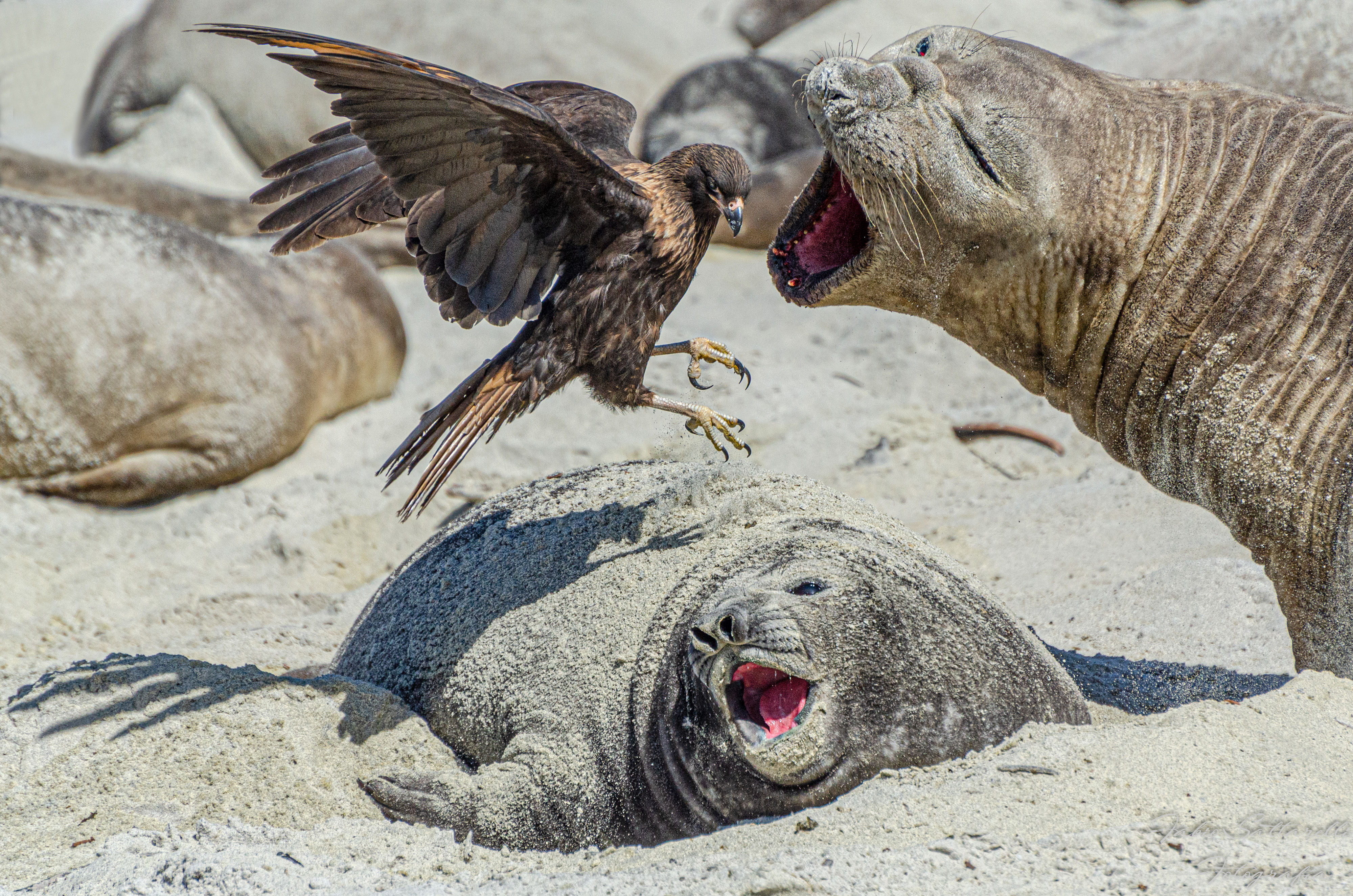 2022 Nature Conservancy photo contest winners – wildlife and water