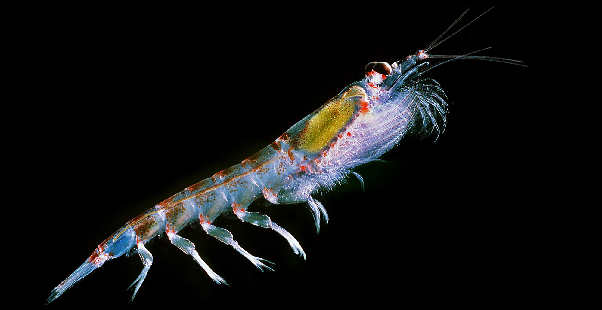 Fishing ‘moratorium’ could help save climate-stressed Antarctic species, say A-list scientists