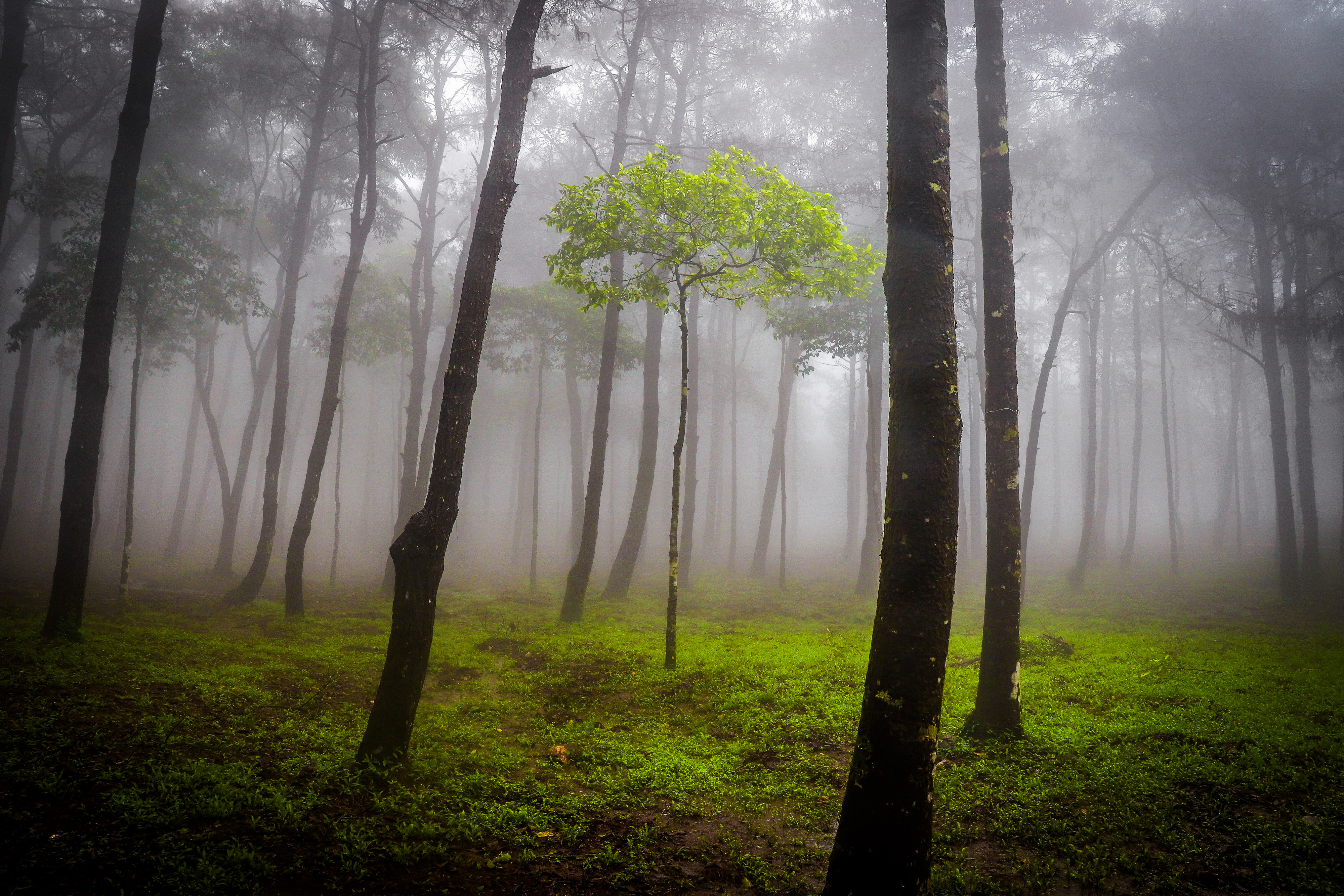 Nature has a critical role to play in tackling the climate crisis – biodiversity conservation is key