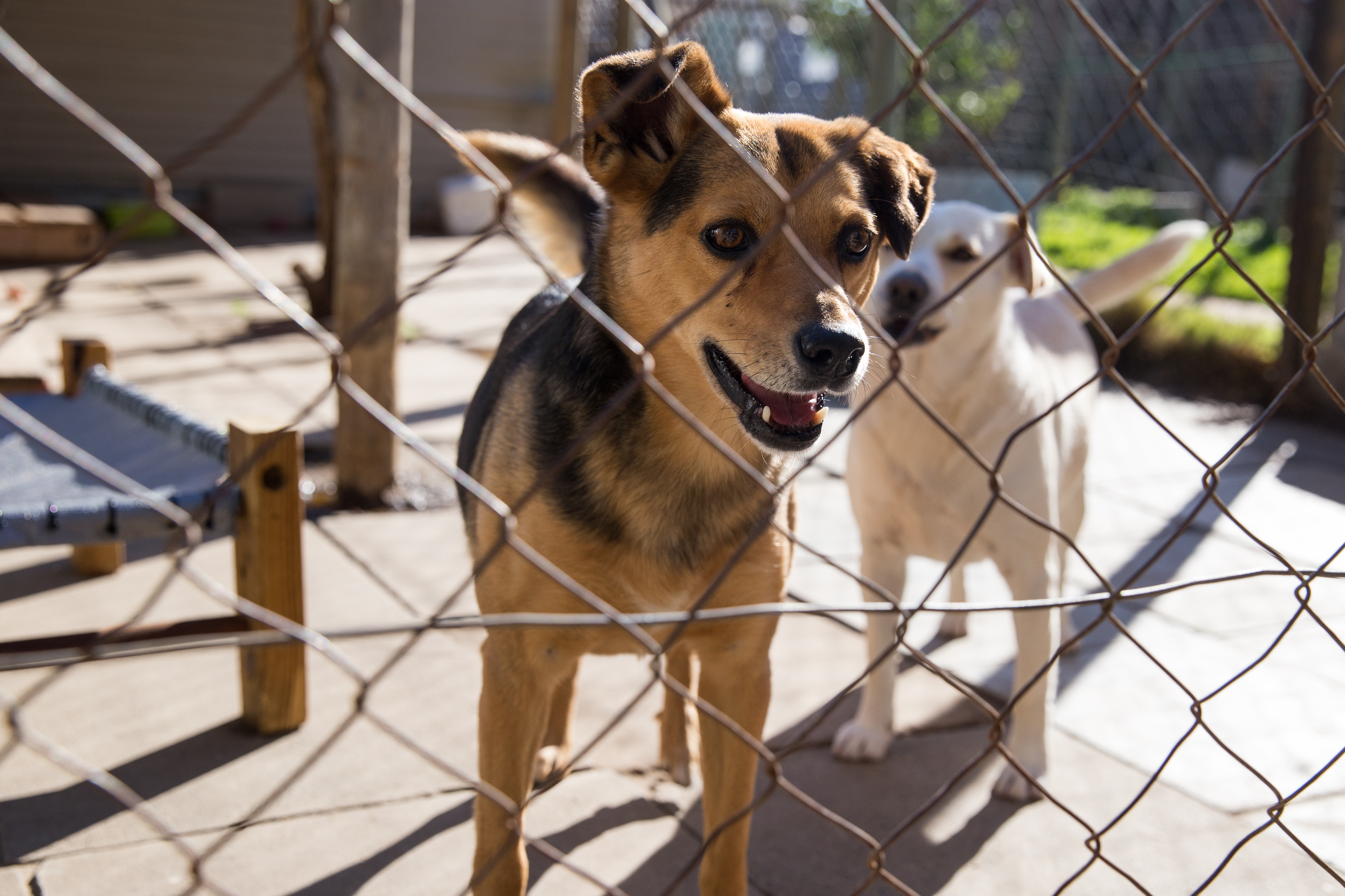 National Lotteries Commission to ditch animal welfare funding from next year