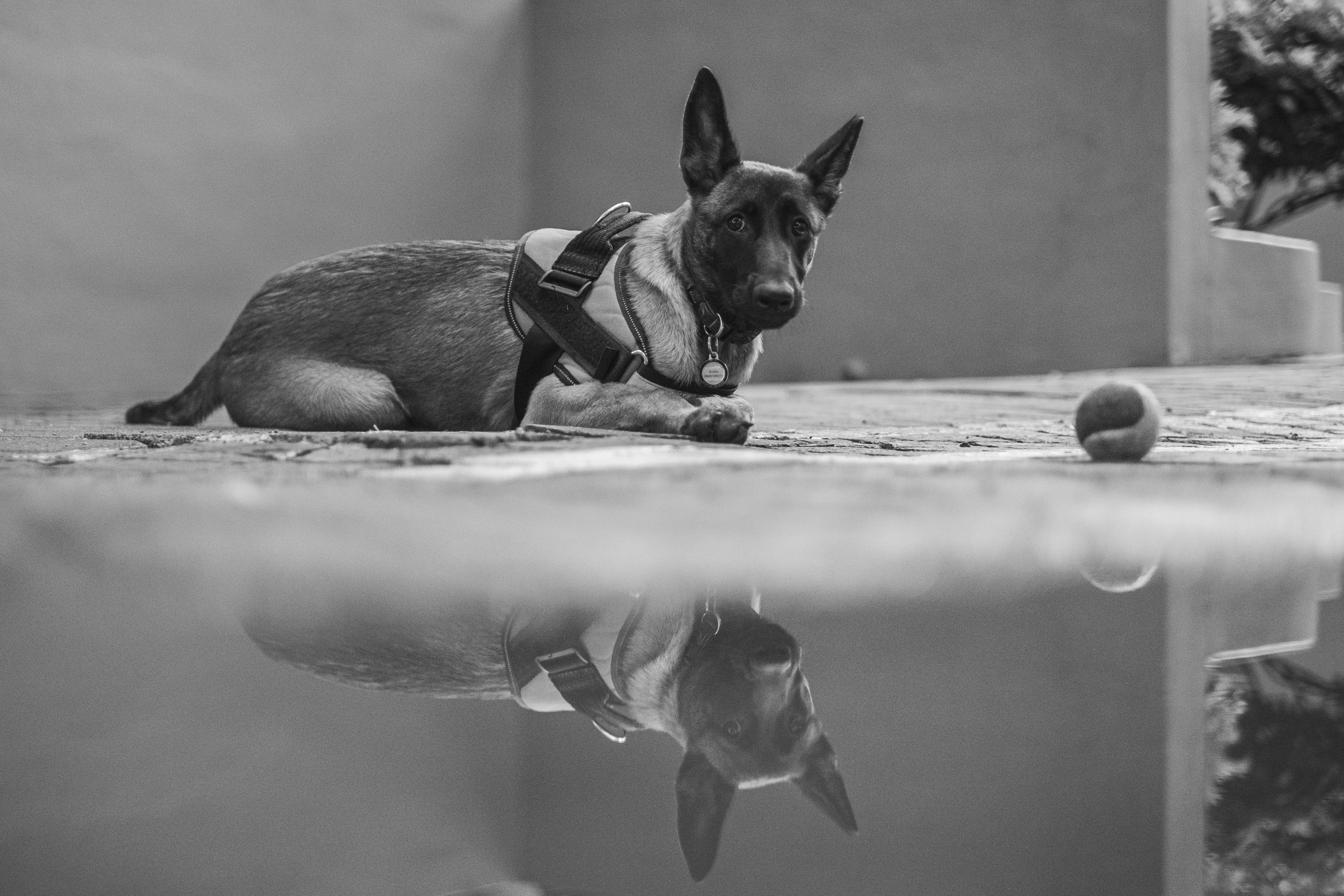Seeing colour – why my dog can’t find her red ball