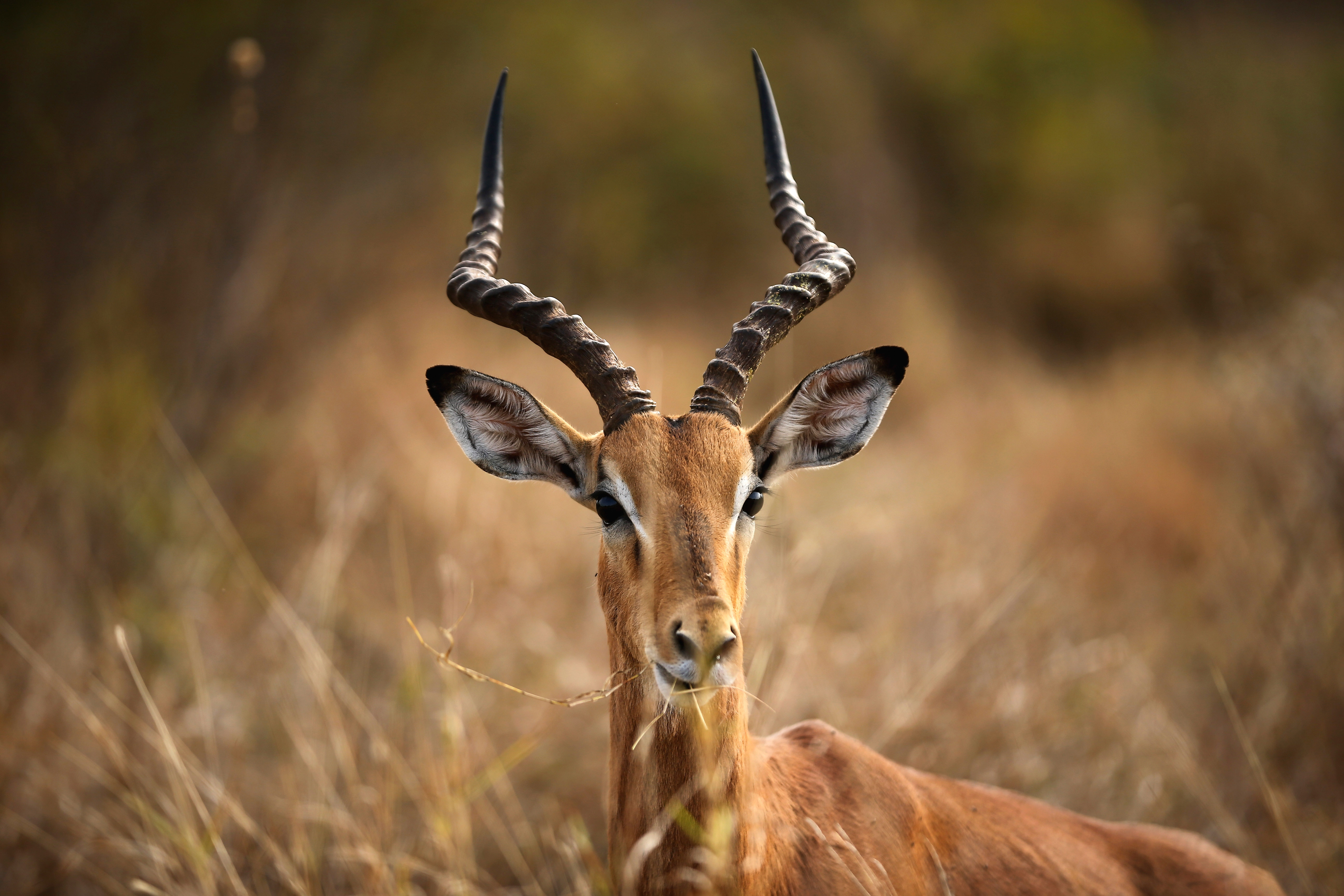 SA to ask for more money at upcoming global biodiversity talks, as at COP27, hints Creecy