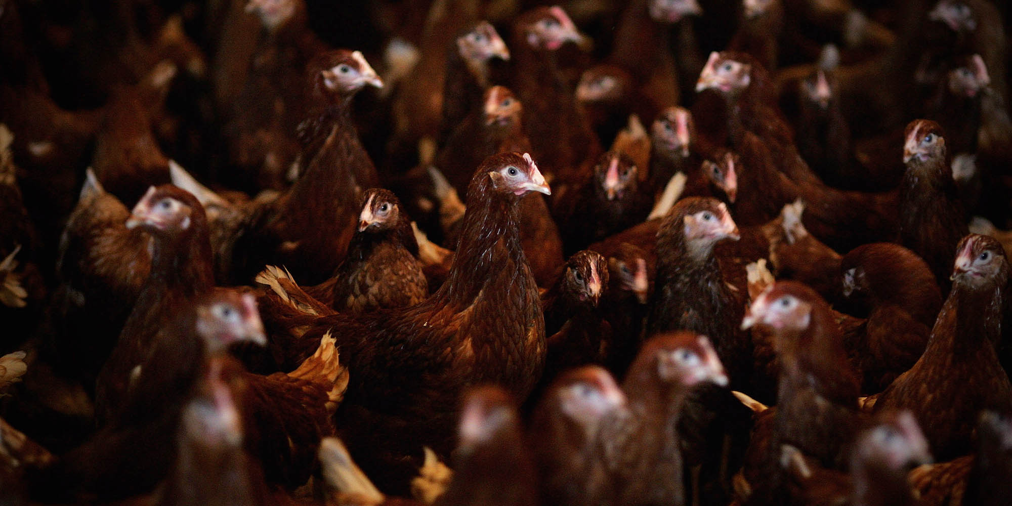 Astral celebrates ‘remarkable’ annual results despite government’s chickens coming home to roost