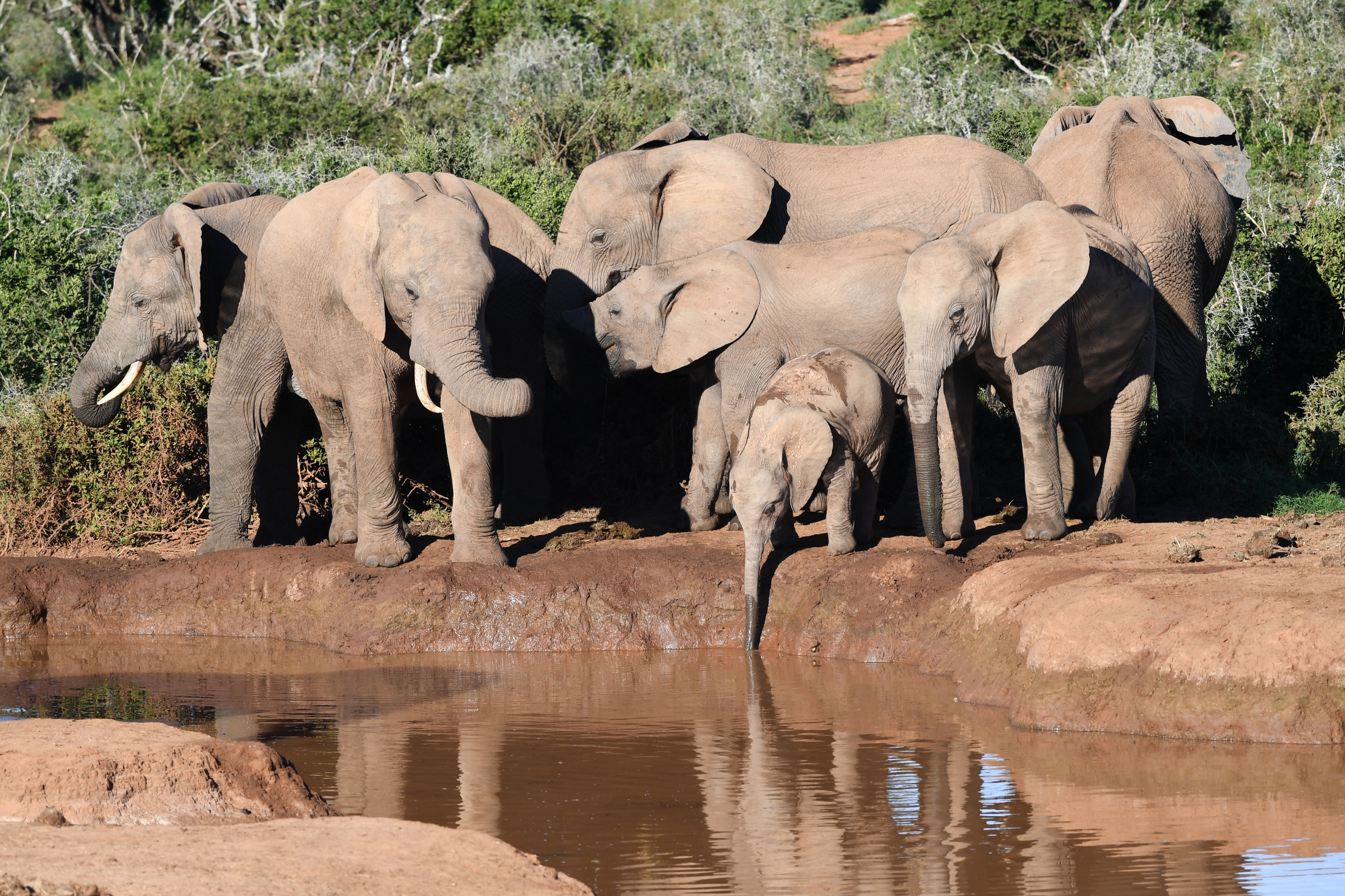 Jumbos in 3D could be coming to a zoo near you — an innovative model to keep elephants in the wild