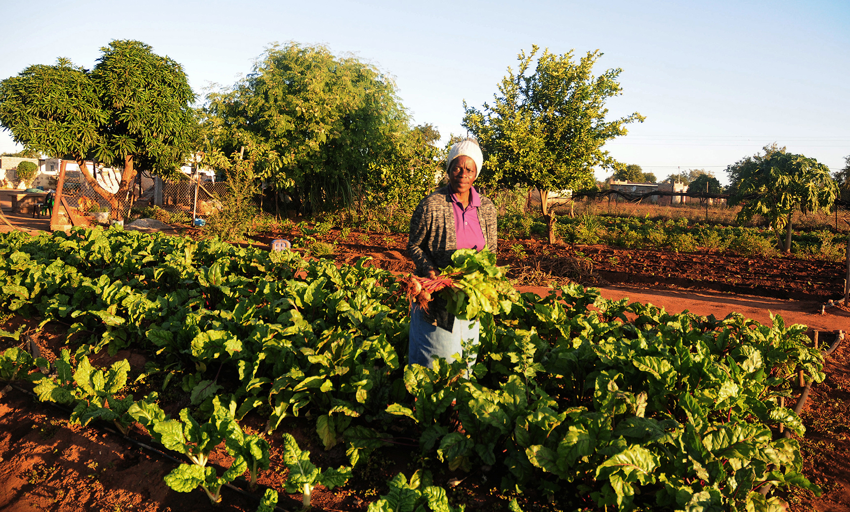 SMME focus: Banks' agripreneur programmes boost jobs from seed to shelf
