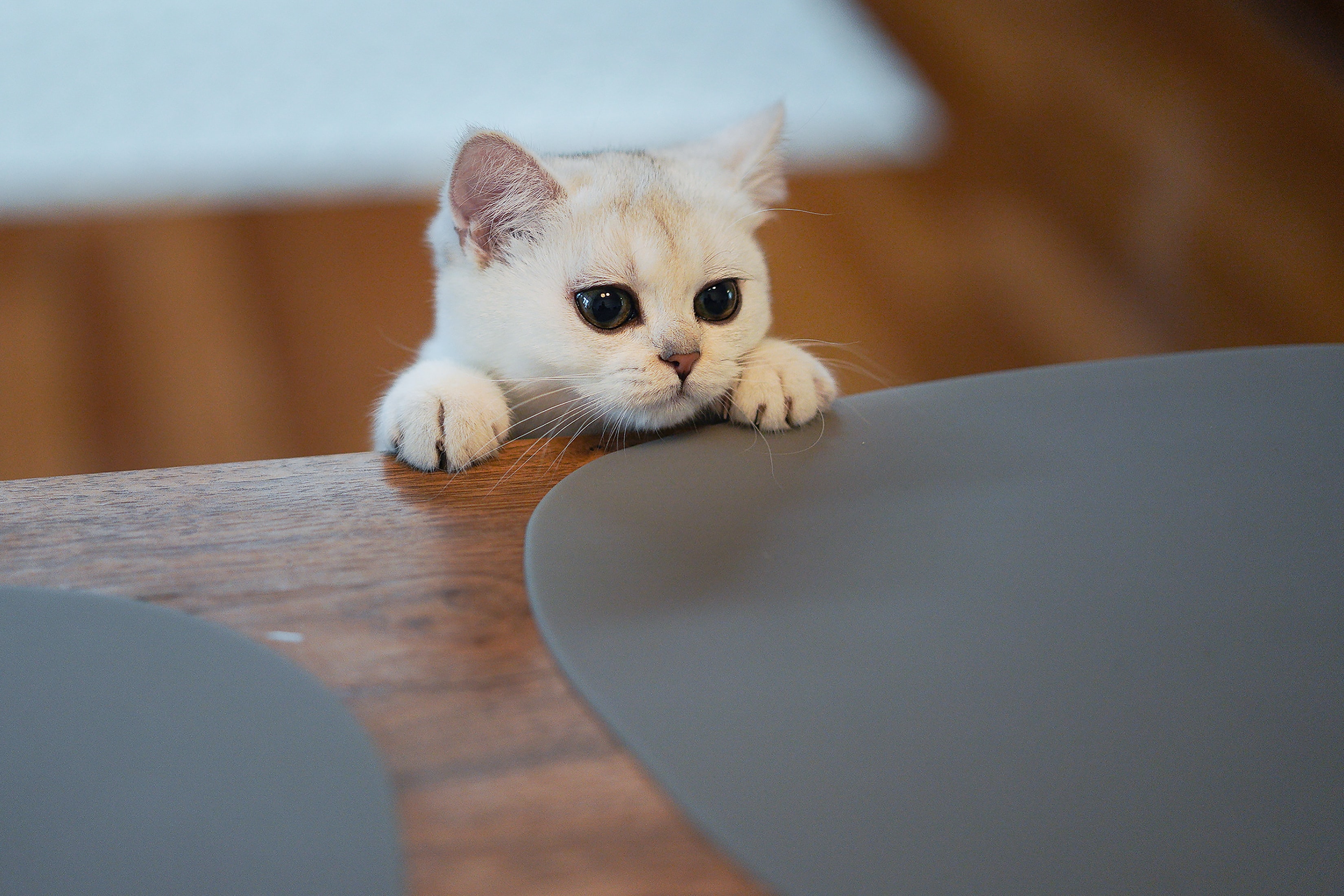 Why mourning a pet can be harder than grieving for a person