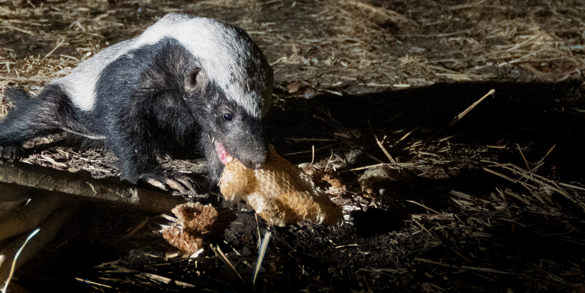 Intriguing symbiosis between greater honeyguides and honey badgers – the mythology and the facts