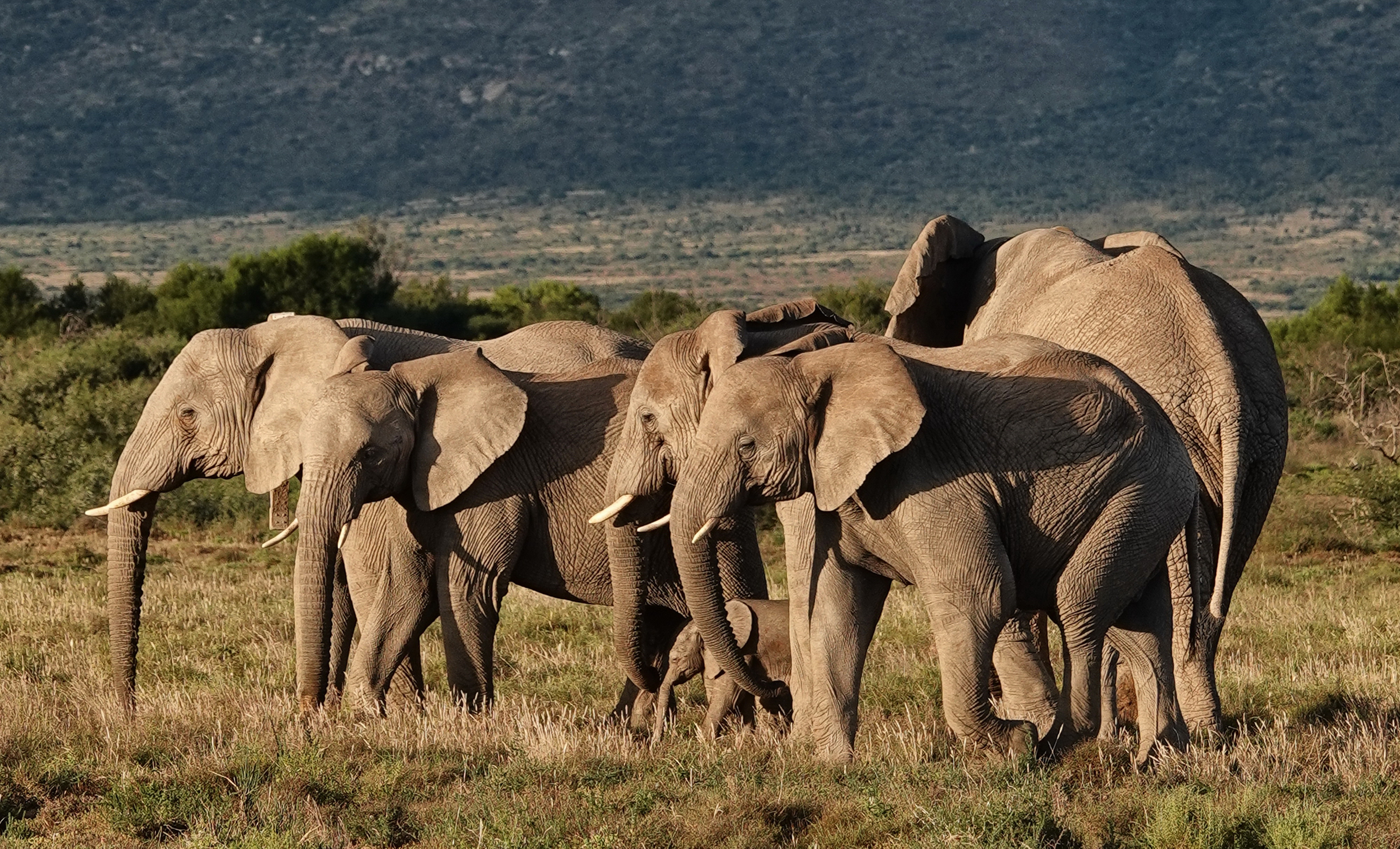 Tented Safari in the Sneeuberg — the marvels of Plains Camp at Samara Karoo Reserve
