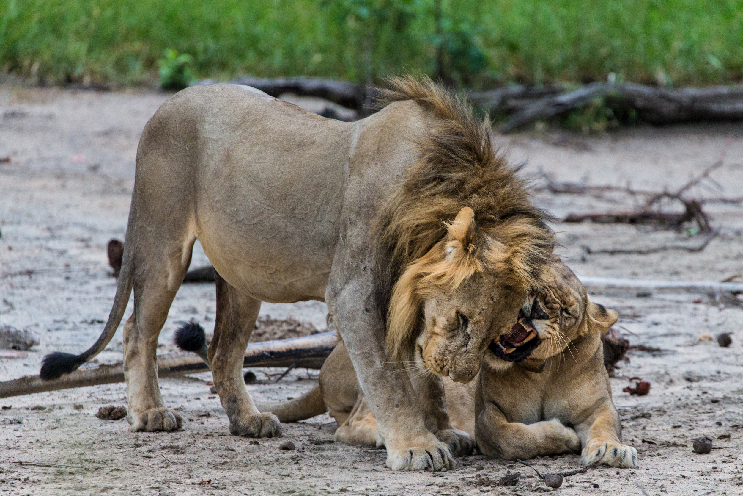 Rewilding Africa the tough way — lessons from Majete in Malawi