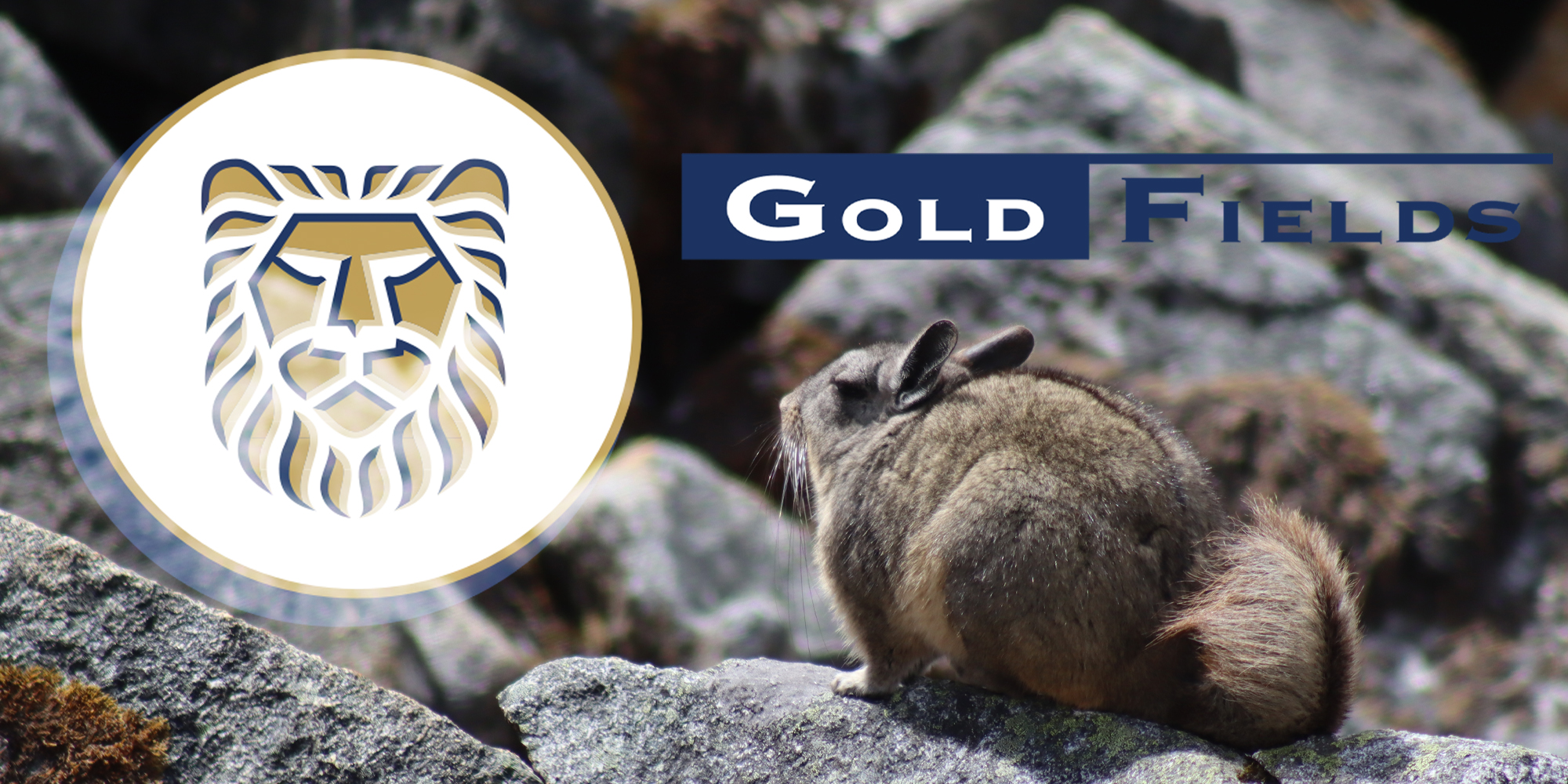 Loaded for Bear: Gold Fields now has almost 80 staff overseeing its chinchilla relocation project  