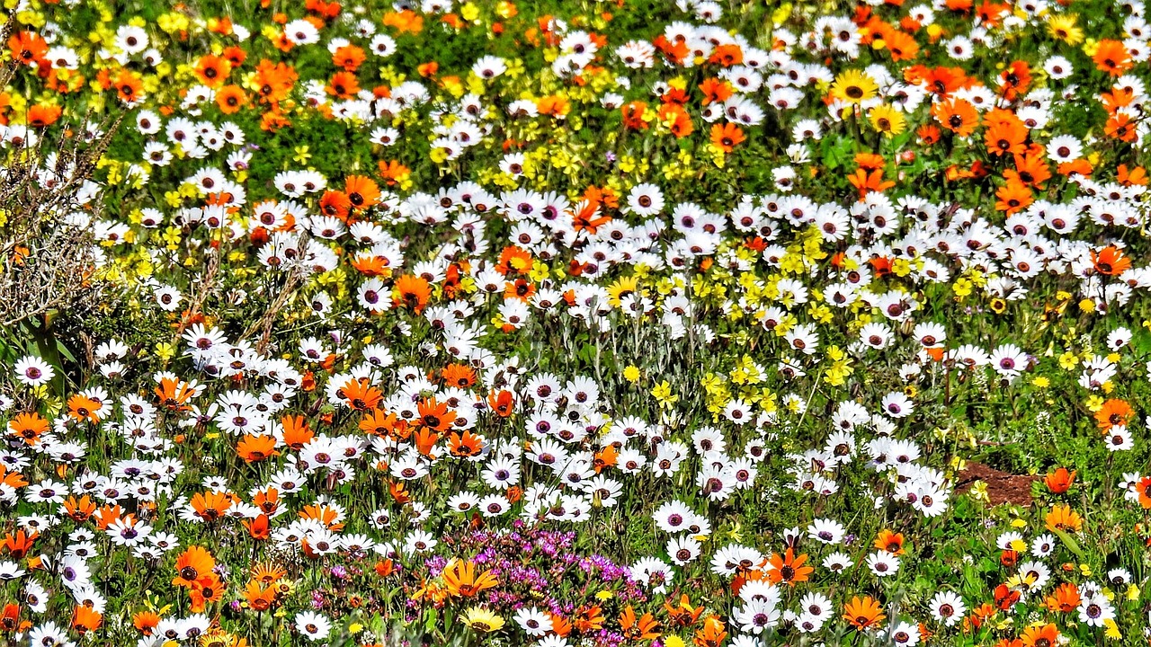 A (veld)kool day in a blooming West Coast paradise
